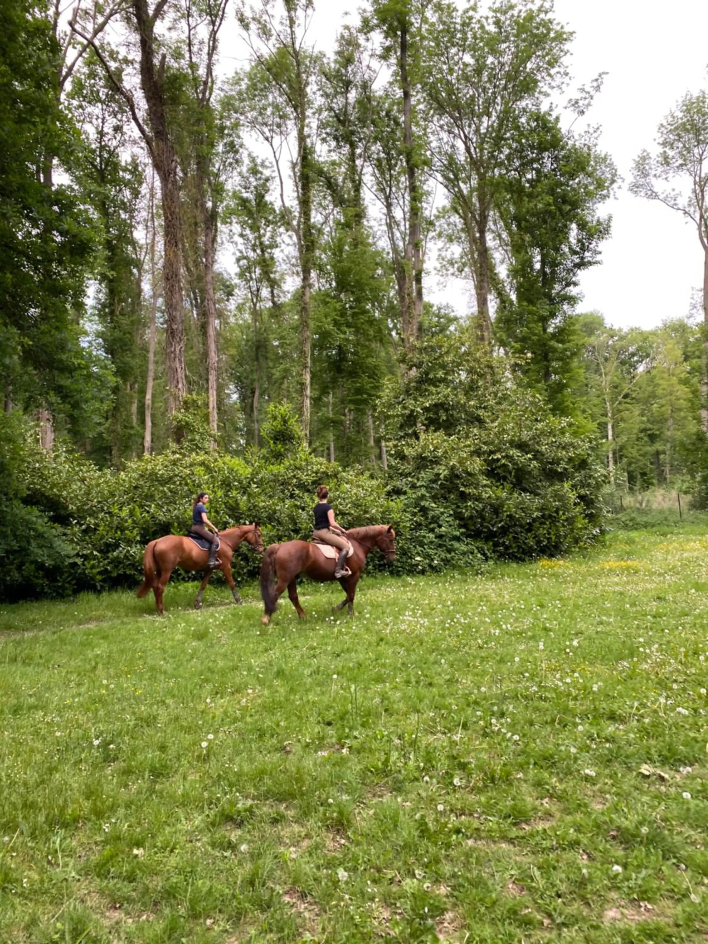 Animals in Le Moulin Bleu