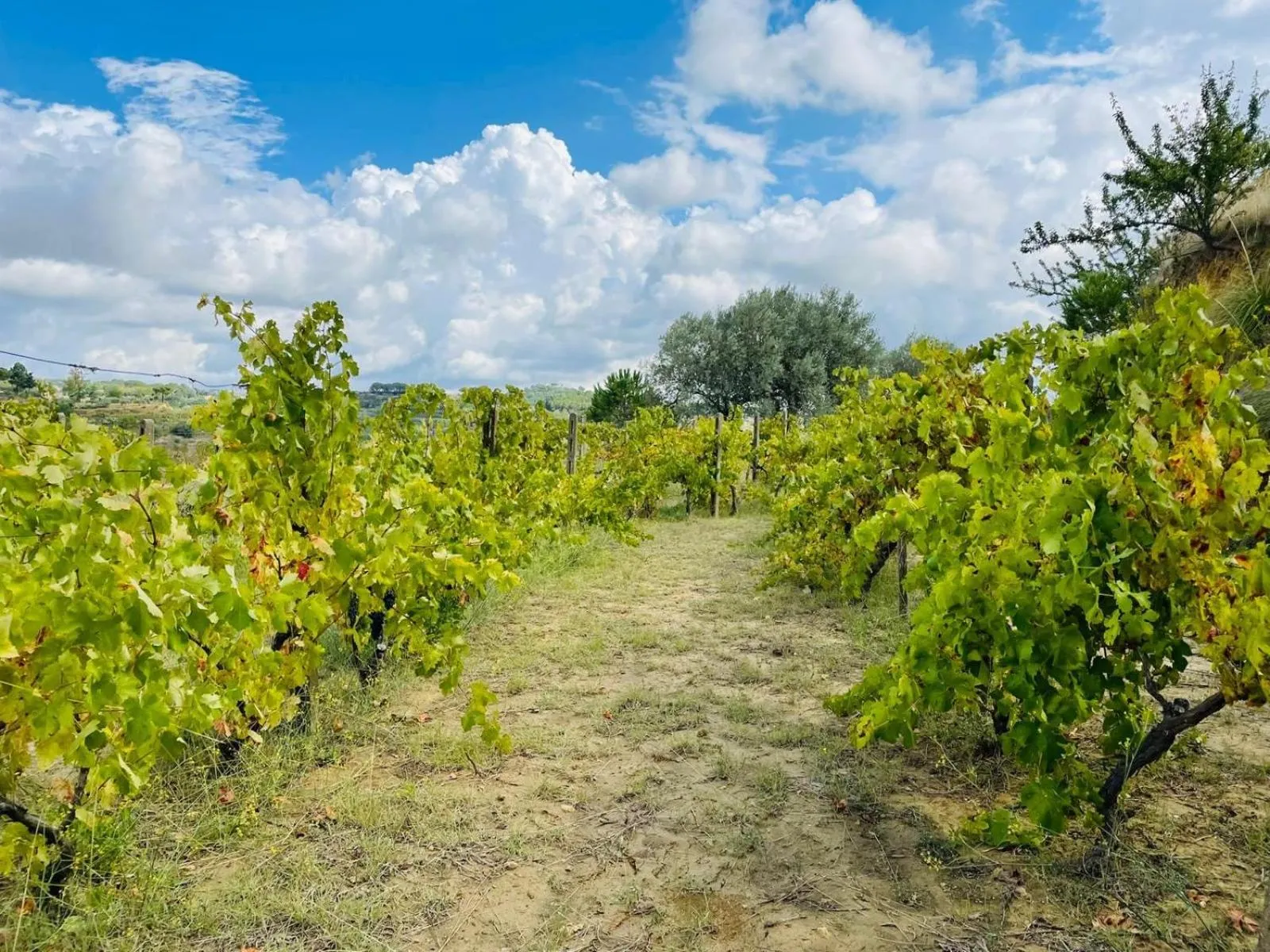 Natural landscape in Agriresort Villa Bentivoglio