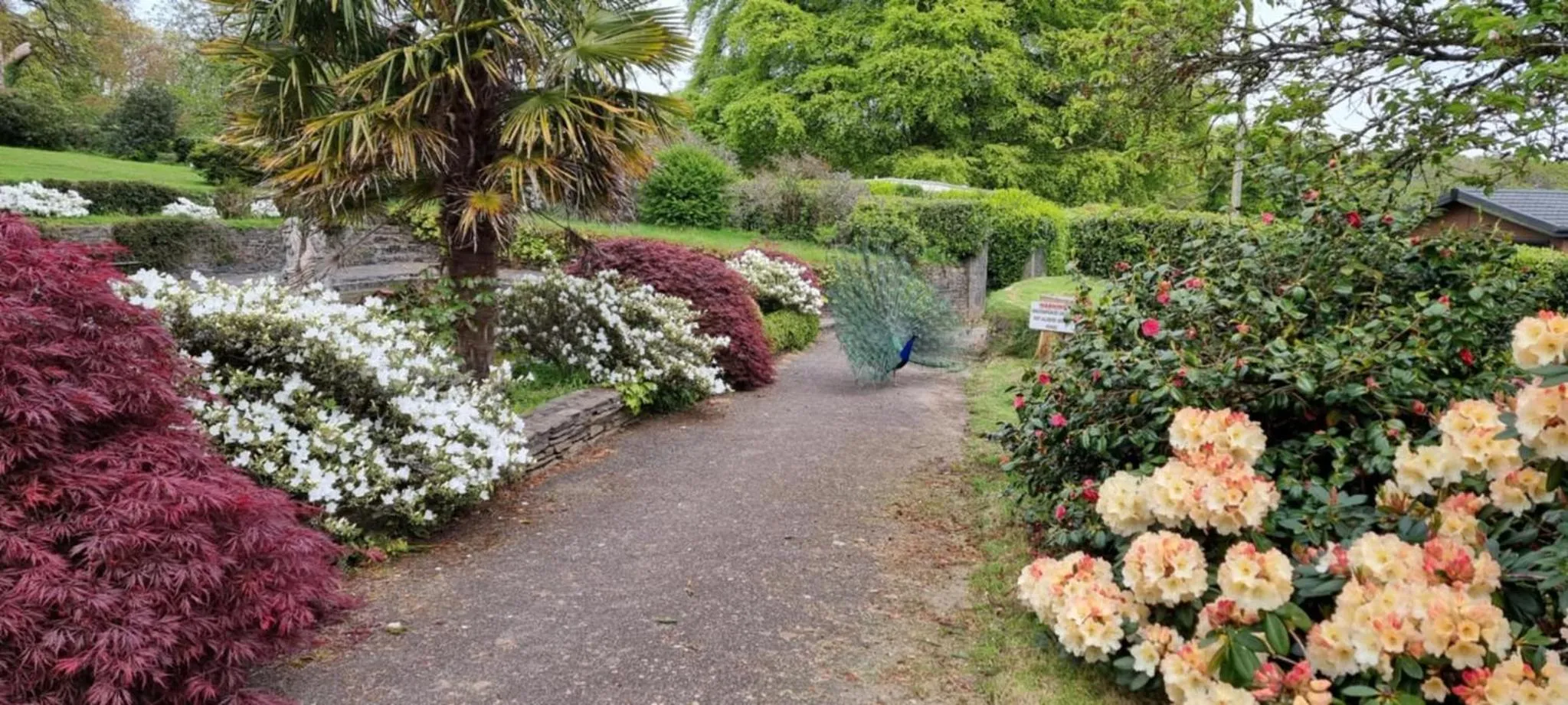 Property building in Great Trethew Hotel - Self Catering Lodges - Bar & Restaurant