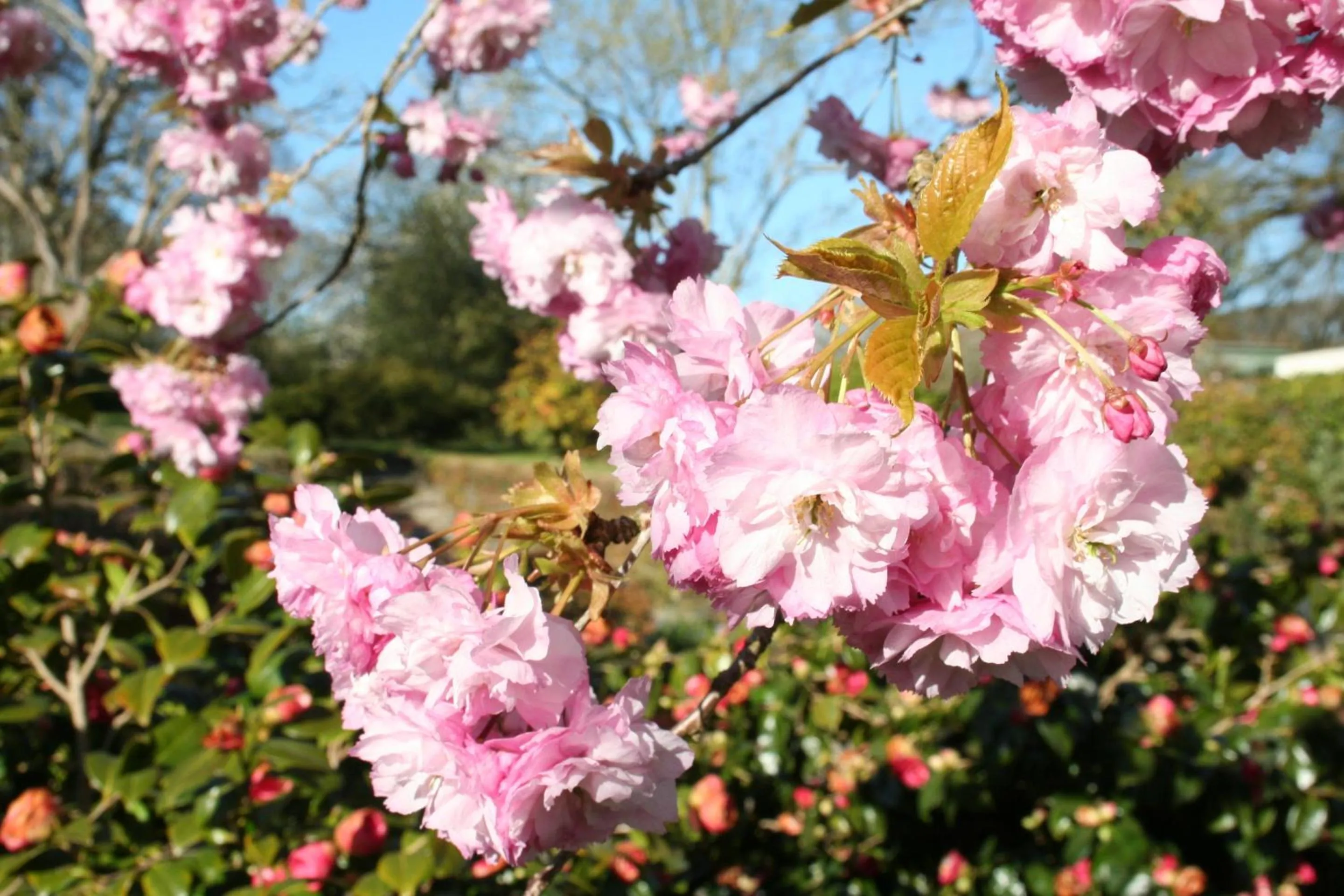 Garden in Great Trethew Hotel - Self Catering Lodges - Bar & Restaurant