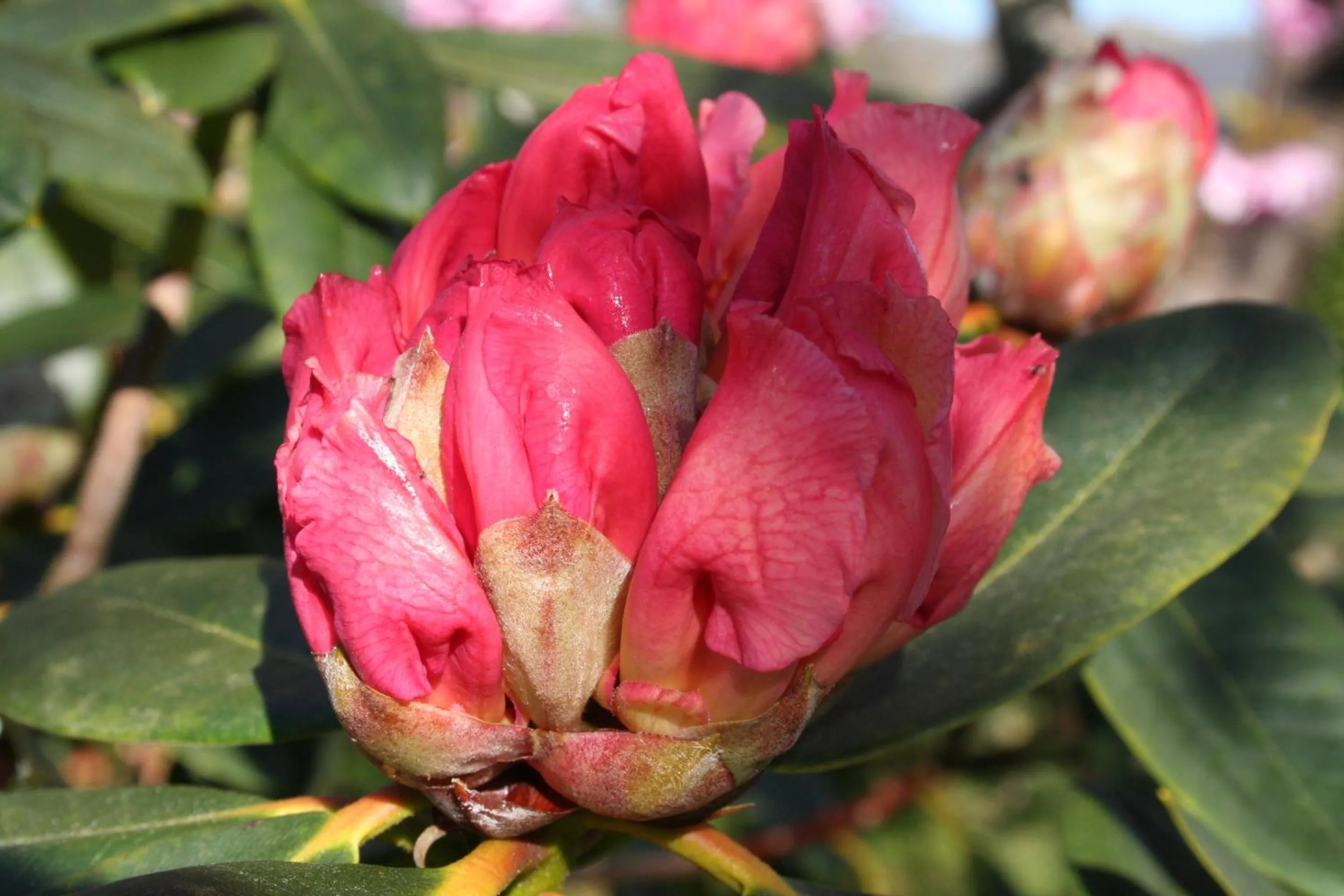 Garden in Great Trethew Hotel - Self Catering Lodges - Bar & Restaurant