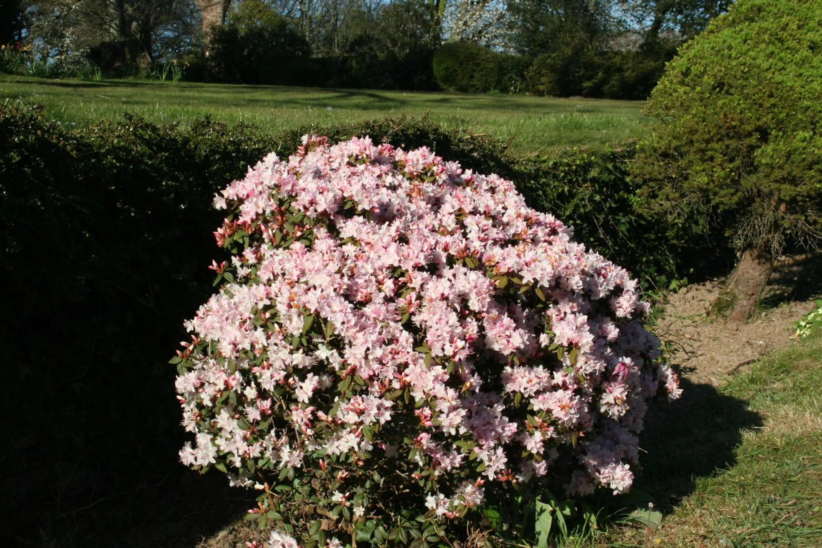 Garden in Great Trethew Hotel - Self Catering Lodges - Bar & Restaurant