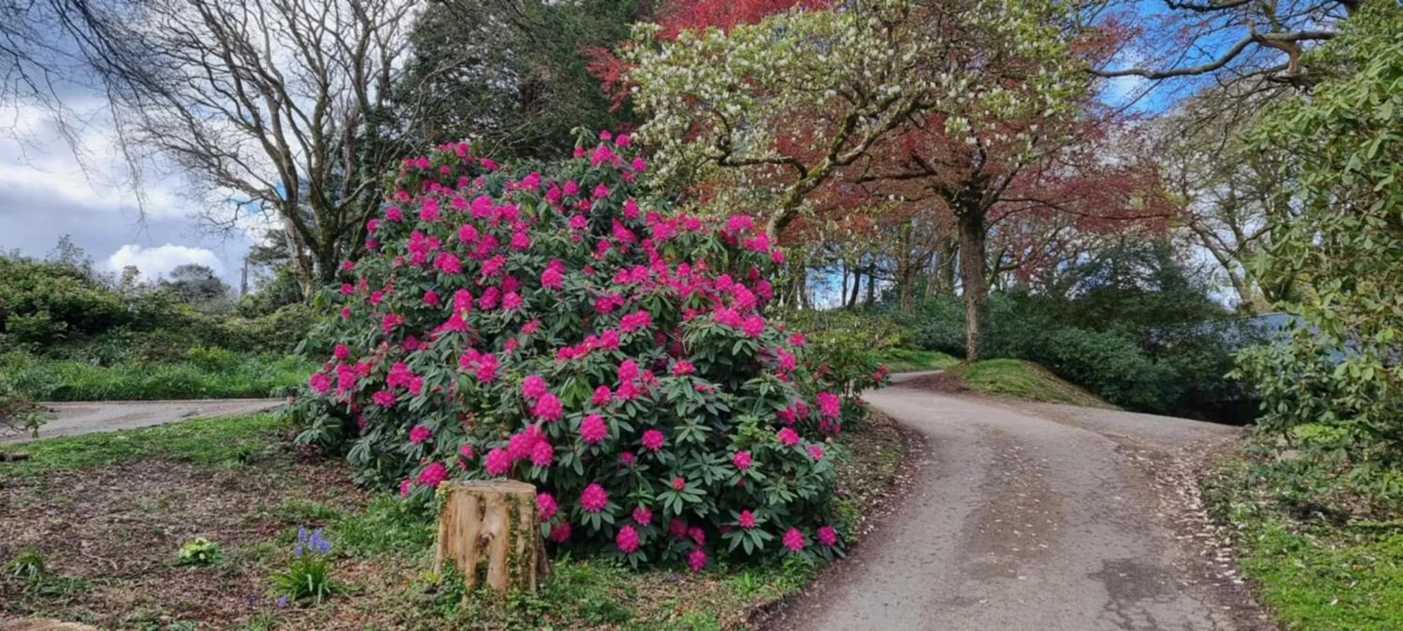 Property building in Great Trethew Hotel - Self Catering Lodges - Bar & Restaurant