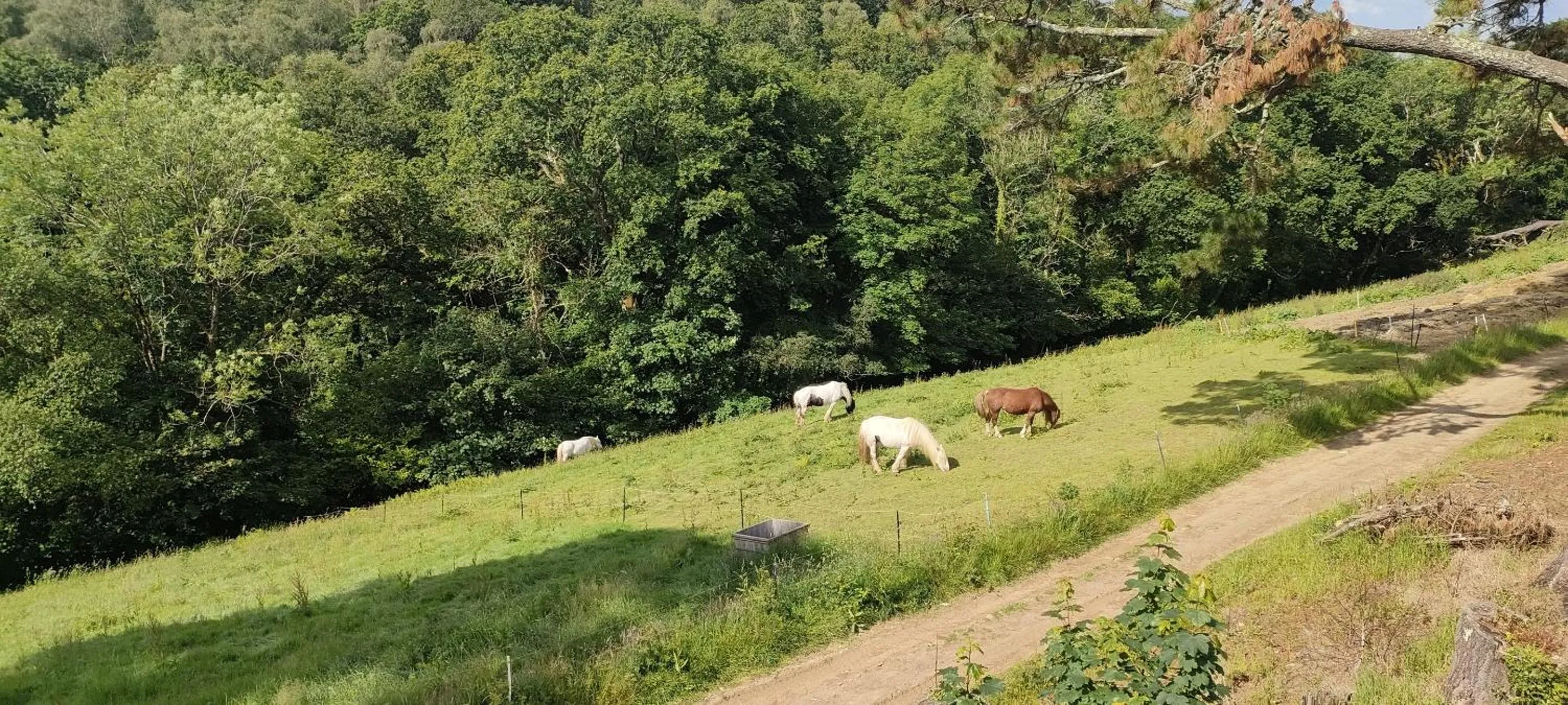 Property building in Great Trethew Hotel - Self Catering Lodges - Bar & Restaurant