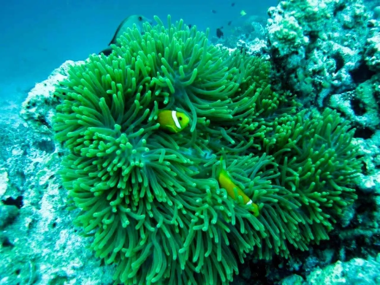 Animals in Moodhumaa Inn