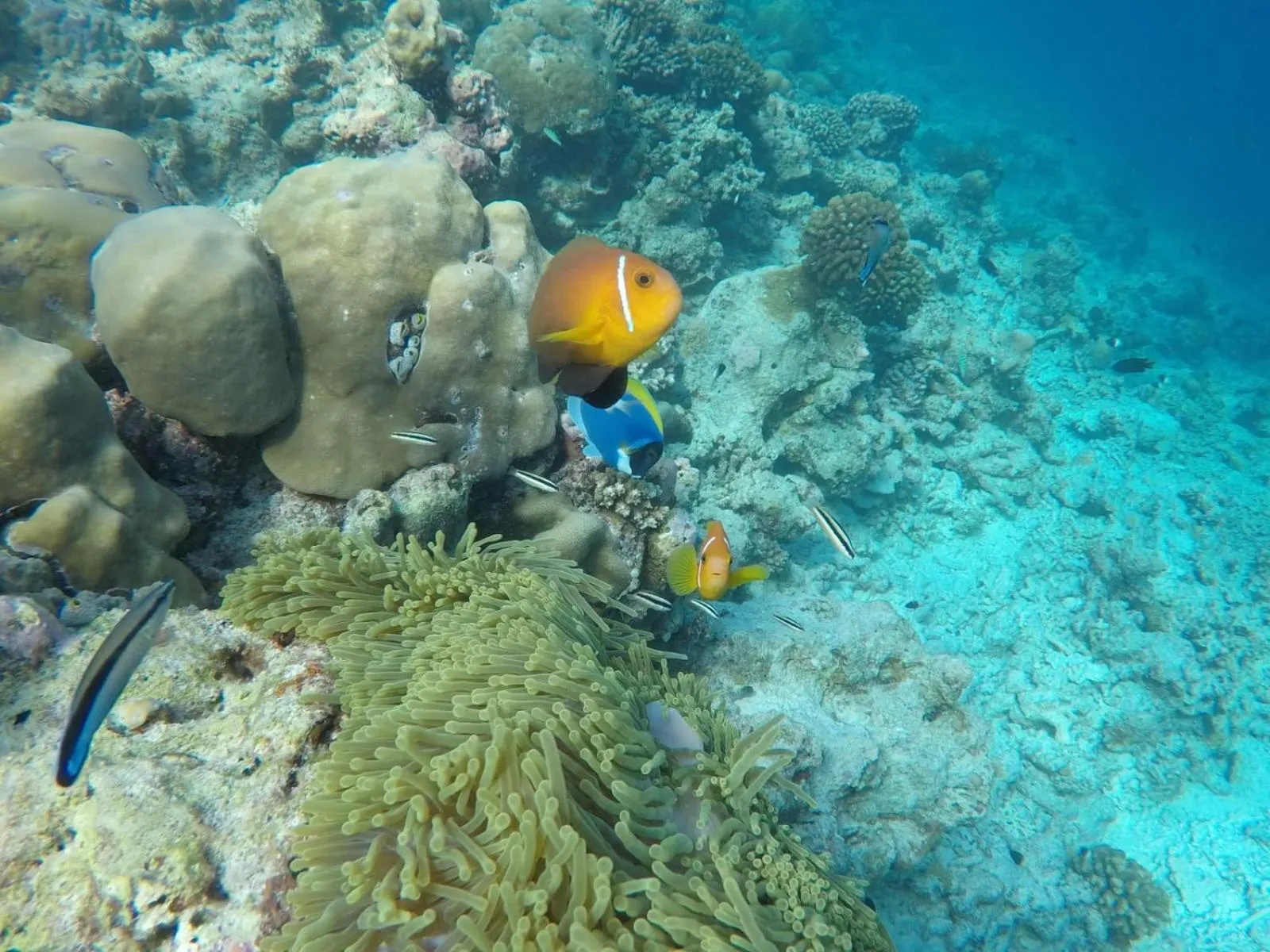 Animals in Moodhumaa Inn