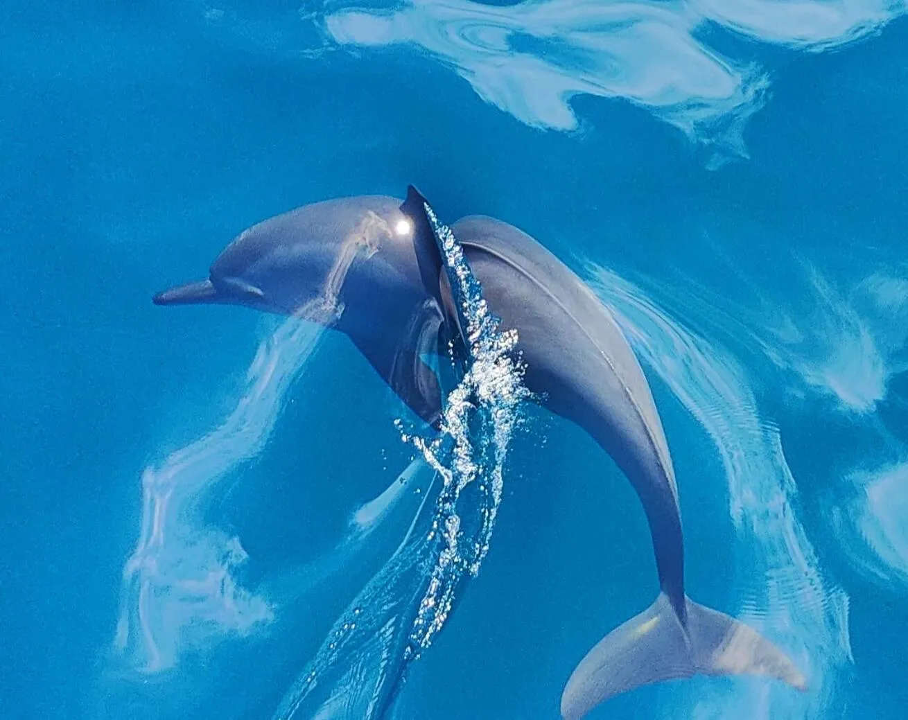 Animals in Moodhumaa Inn