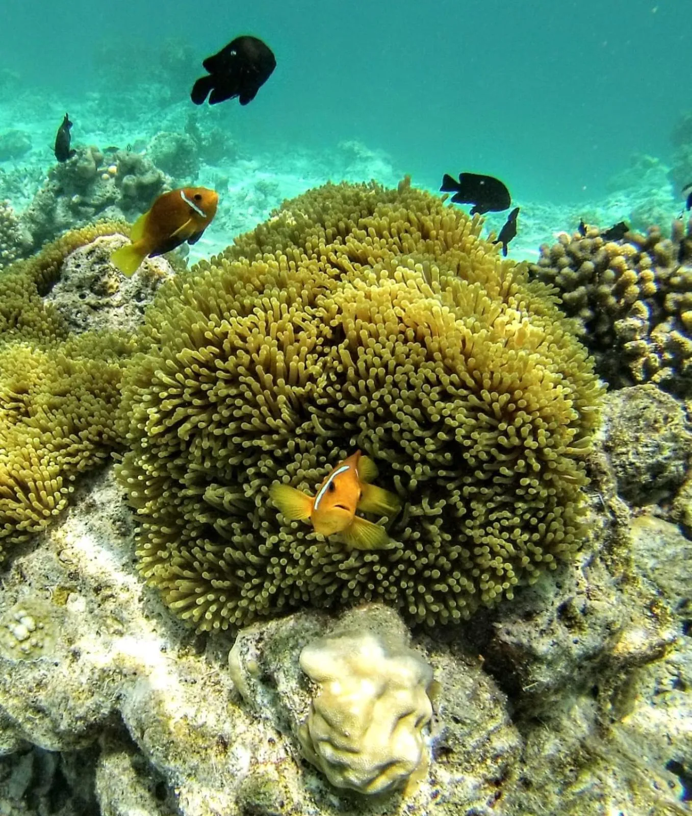 Animals in Moodhumaa Inn