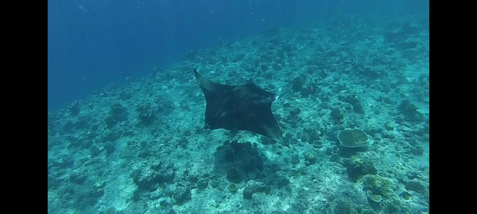 Animals in Moodhumaa Inn
