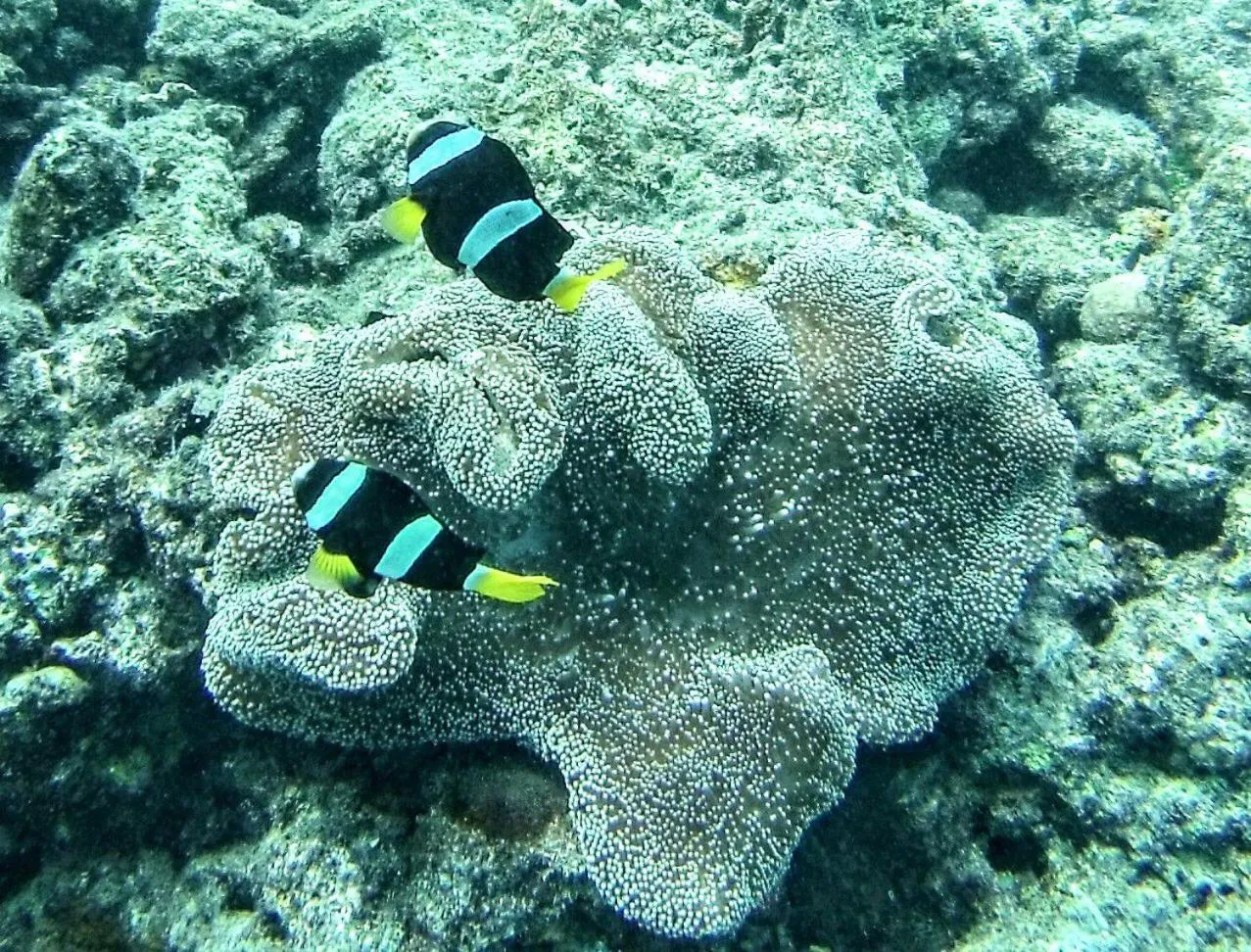 Animals in Moodhumaa Inn