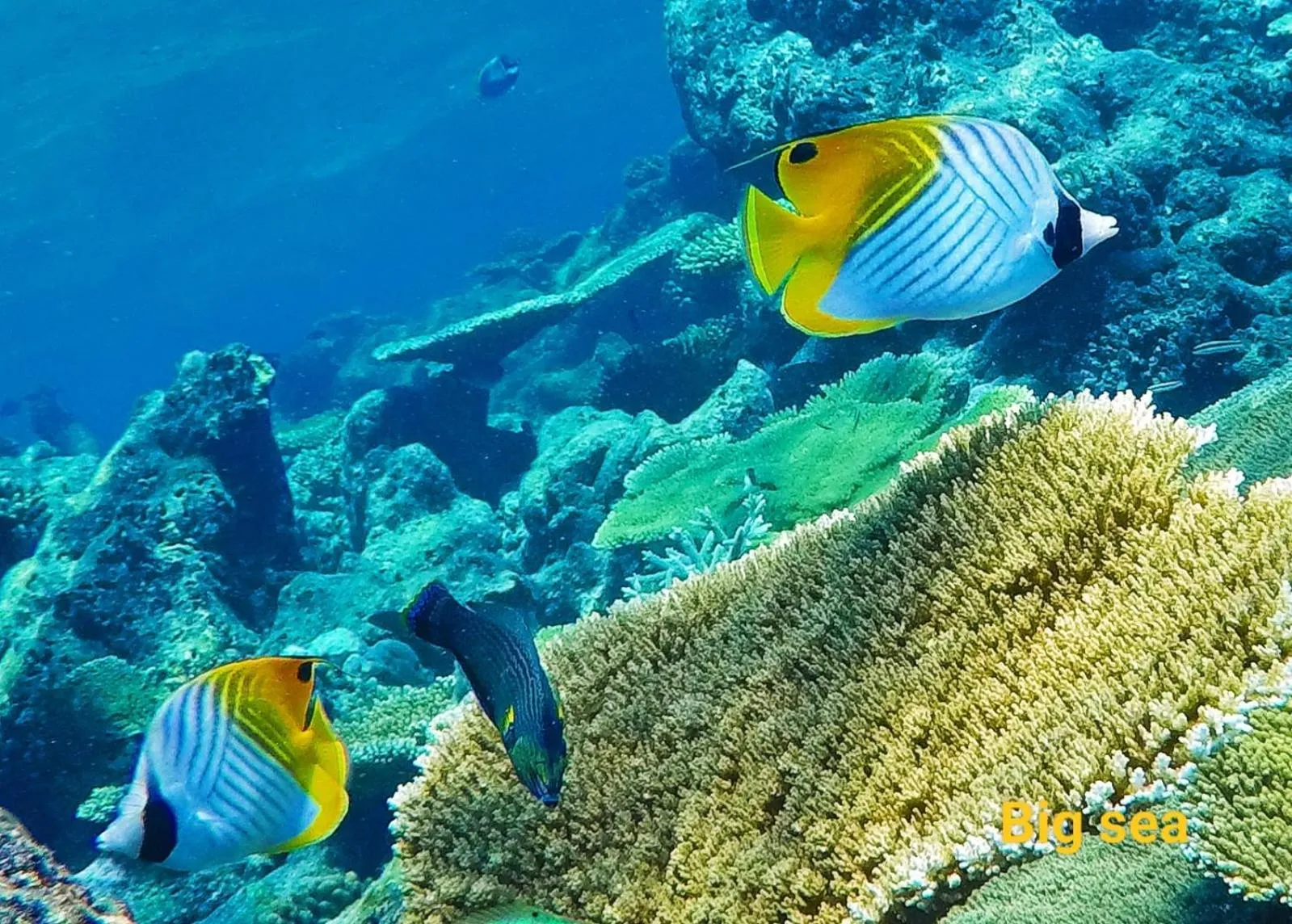 Animals in Moodhumaa Inn
