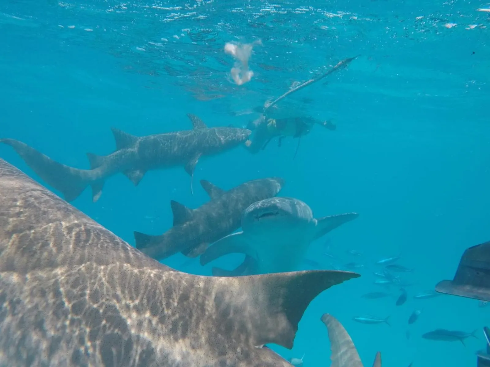 Animals in Moodhumaa Inn