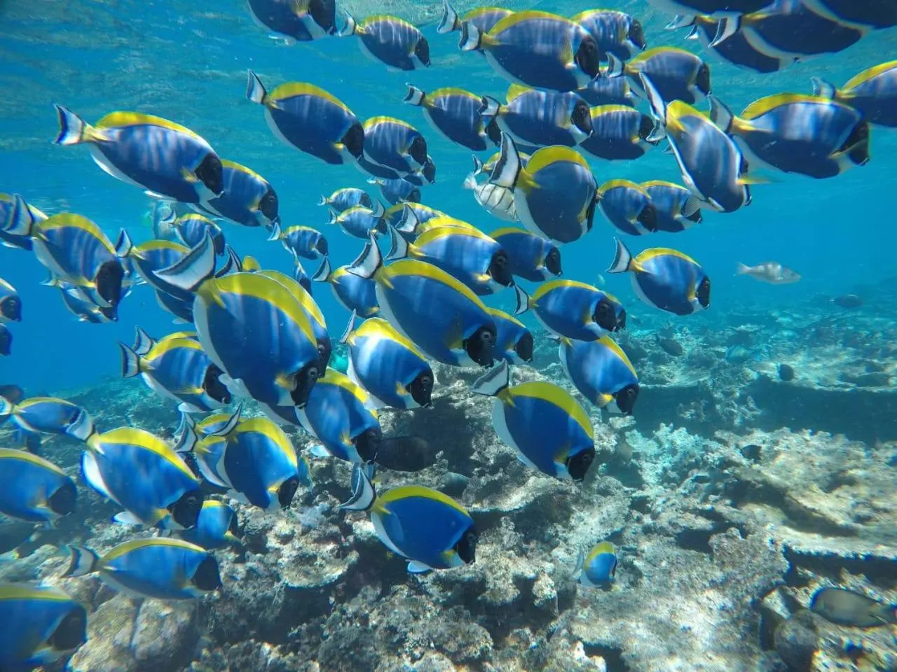 Diving in Moodhumaa Inn