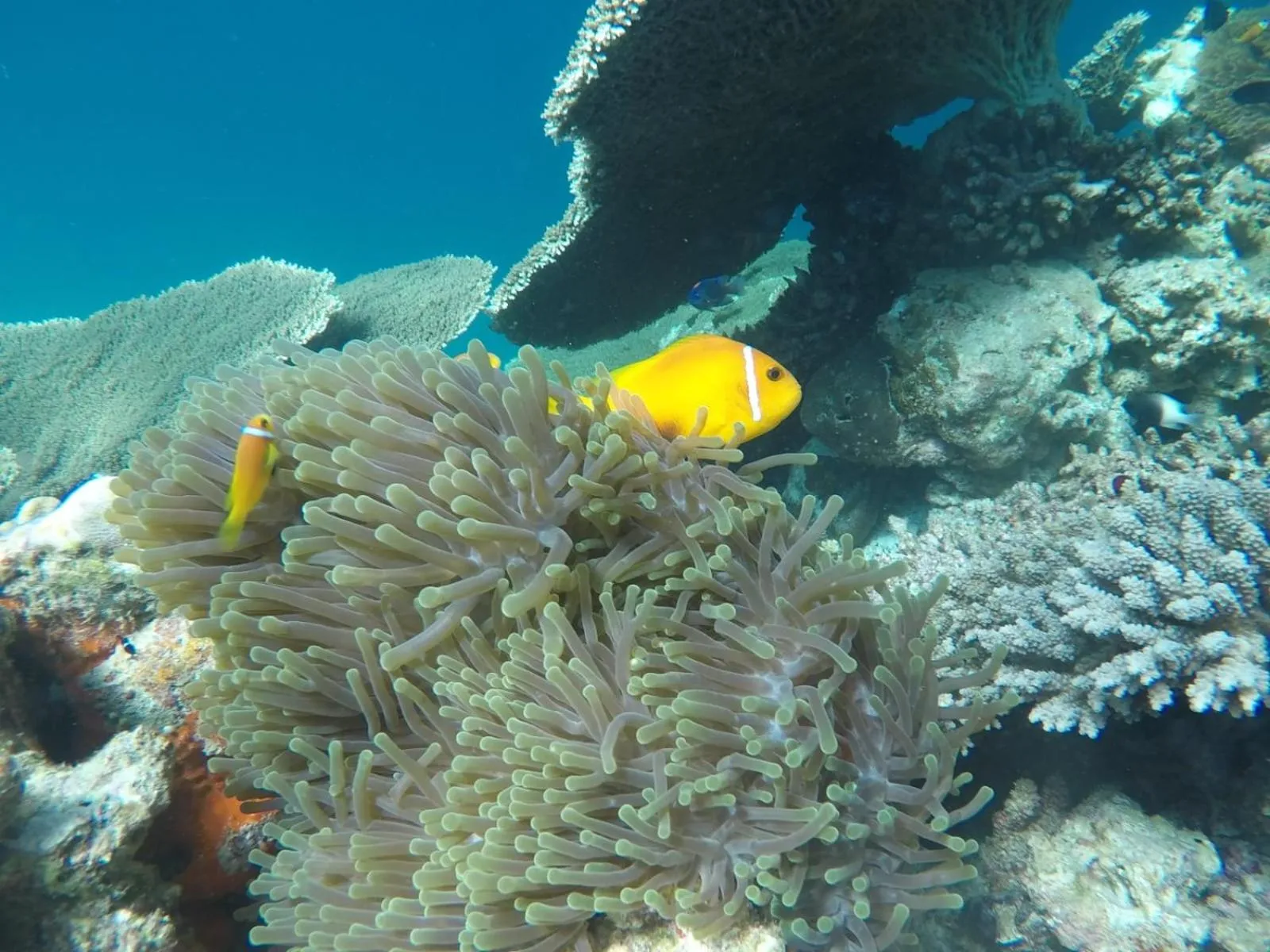 Animals in Moodhumaa Inn