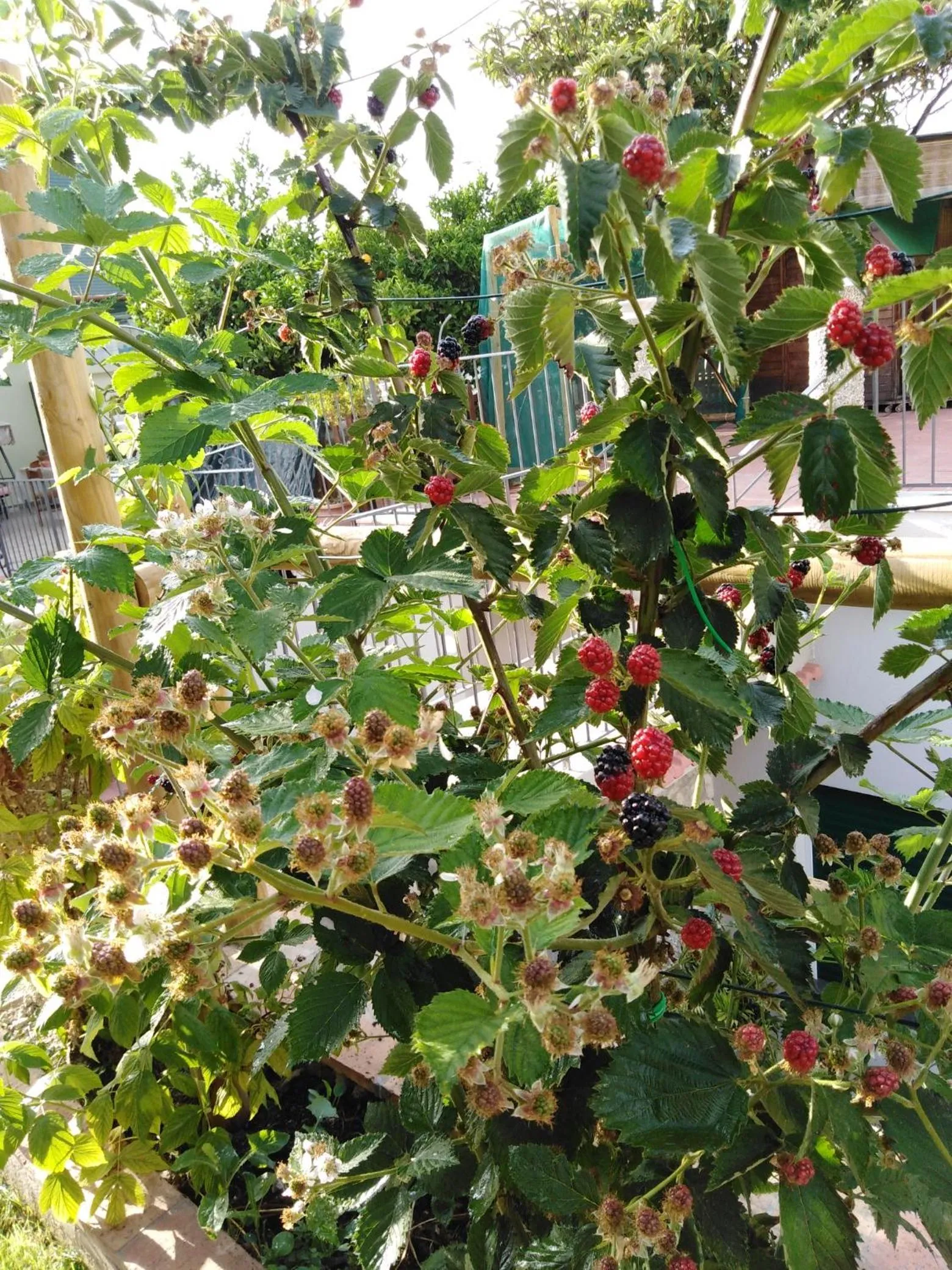 Garden in Hedera Capri B&B