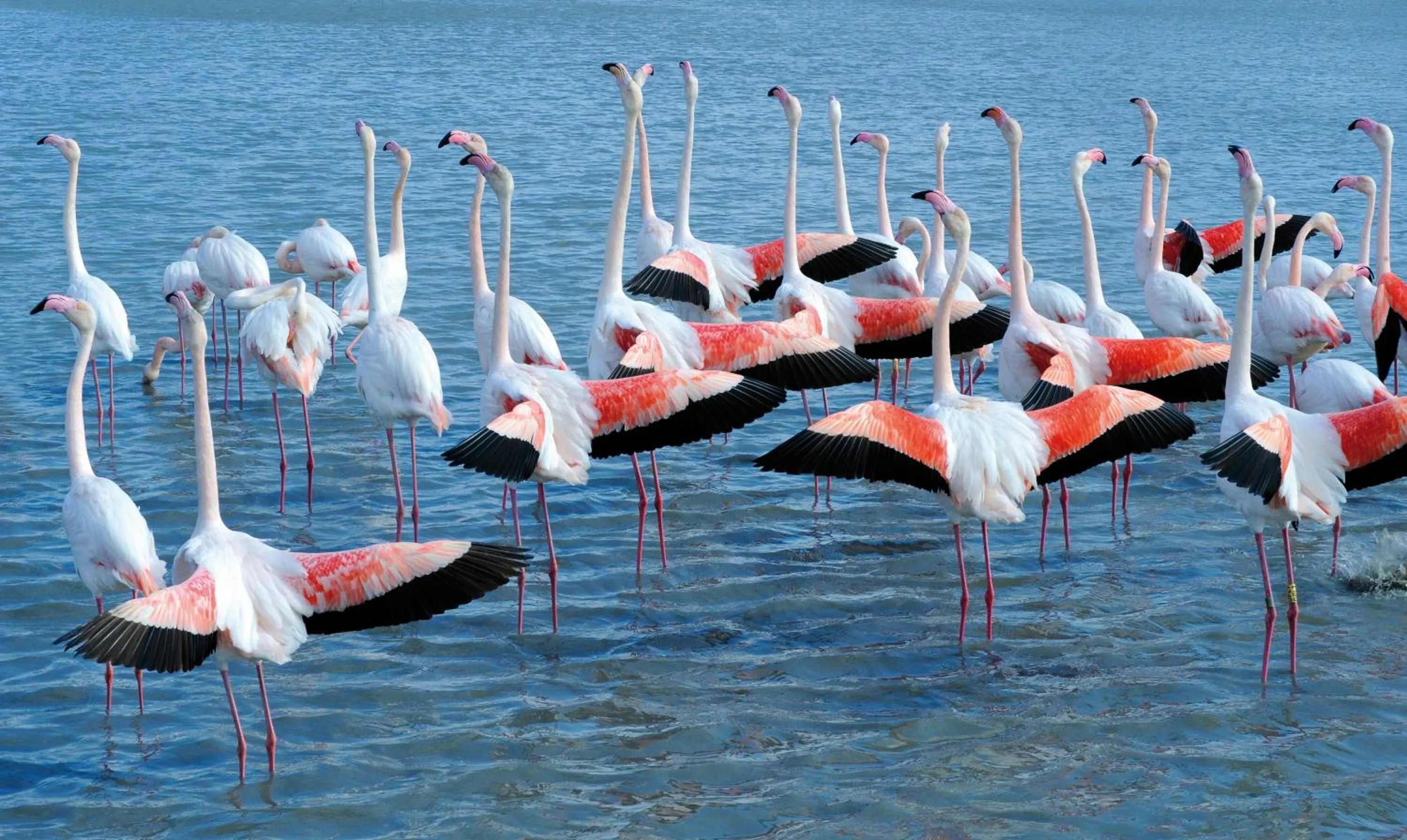 Area and facilities in Hôtel L' Estelle en Camargue