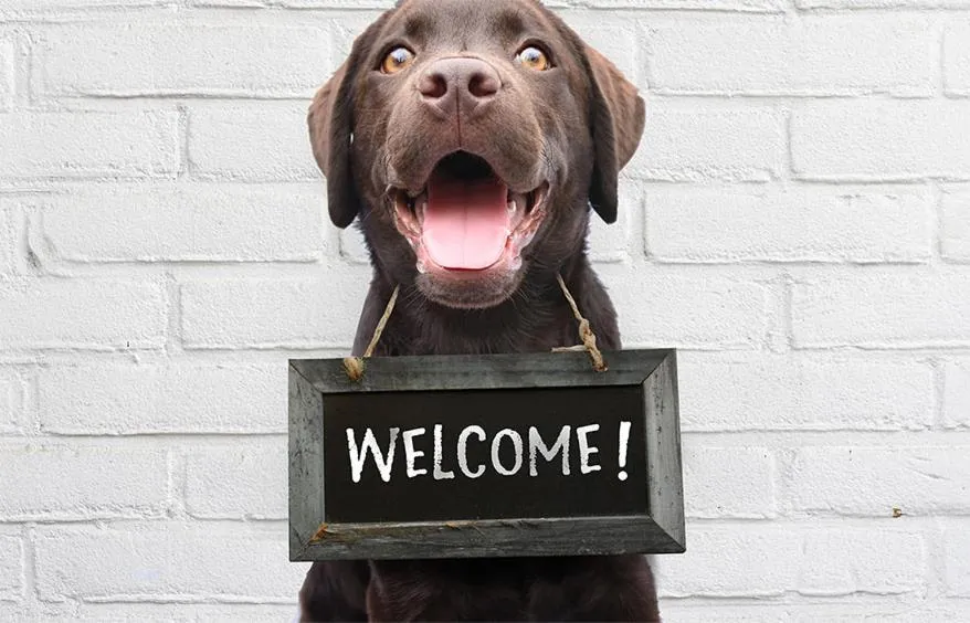 Animals in Hotel Beaucour