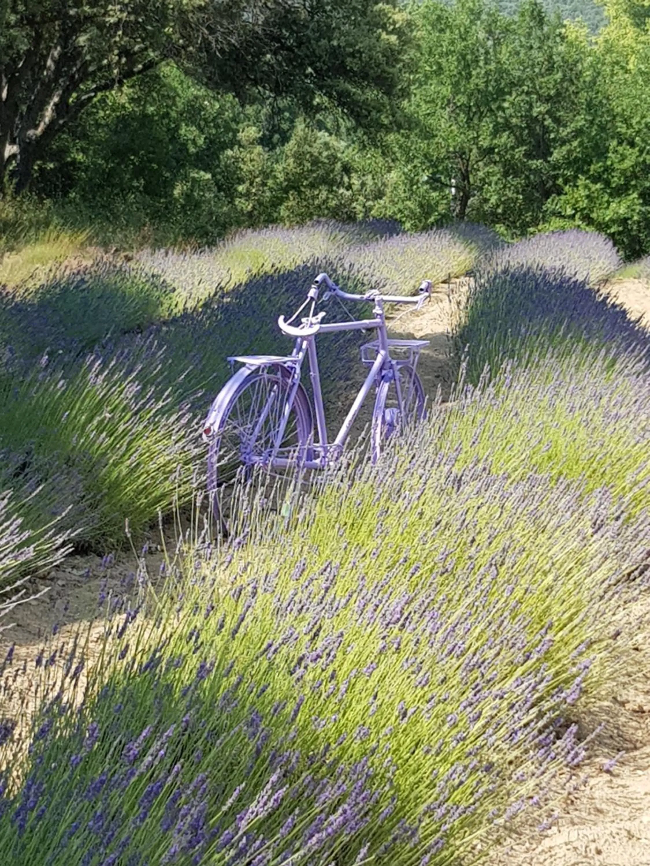 Les Néfliers chambre d'hôtes