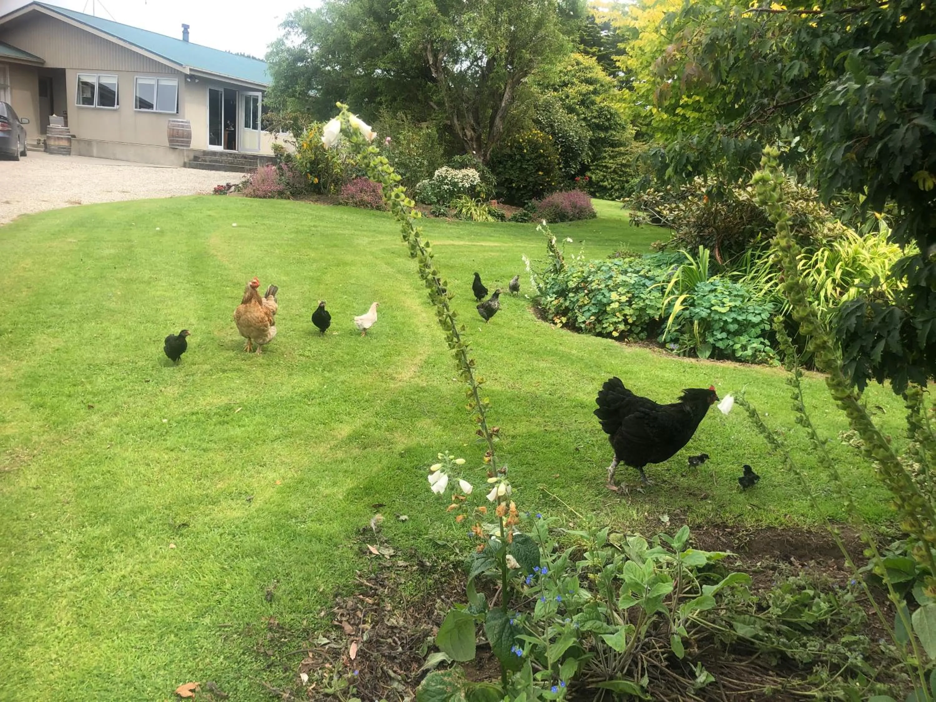 Garden view in Southland Organic Farmstay
