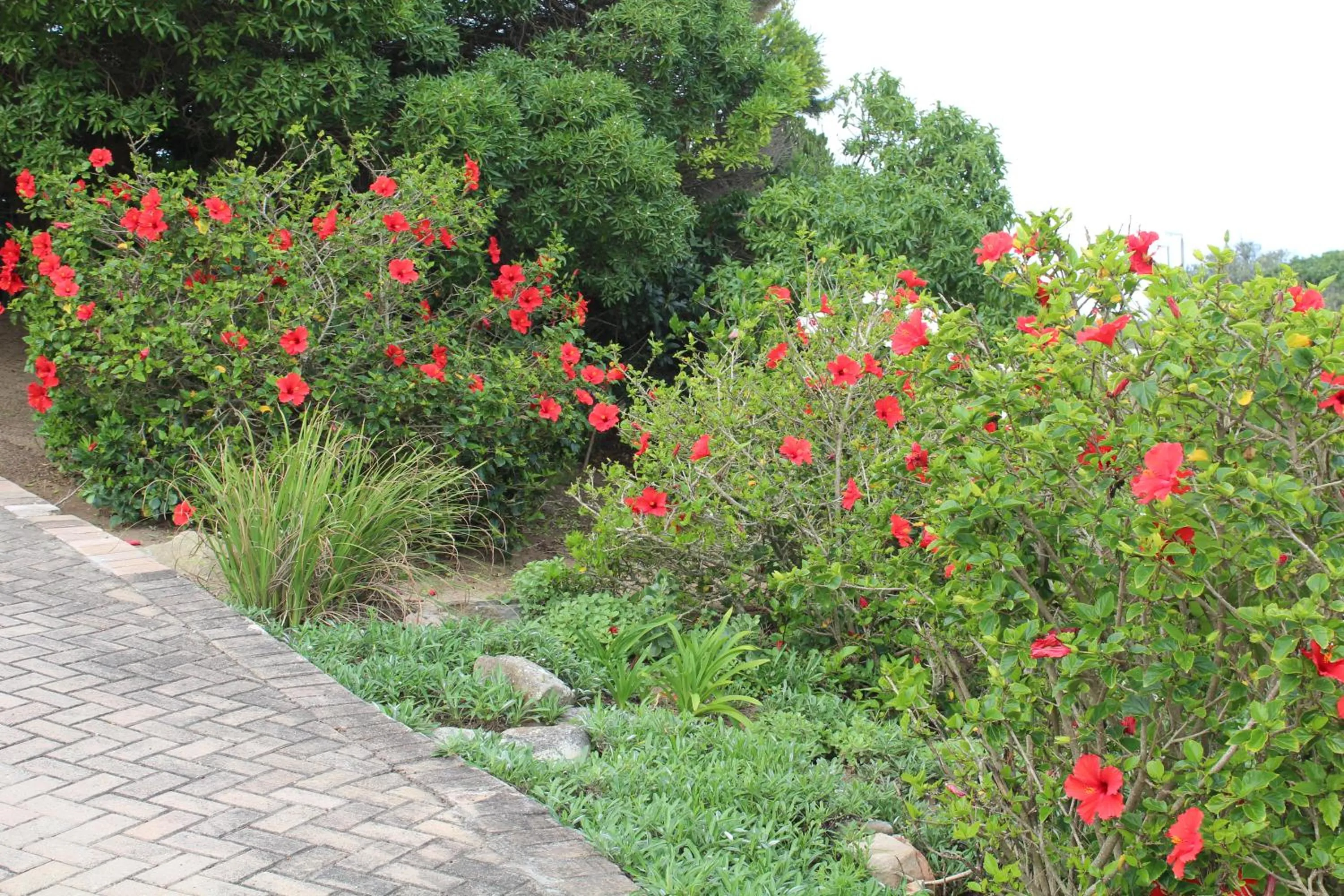 Garden in Beach Break B&B - Deluxe Suites
