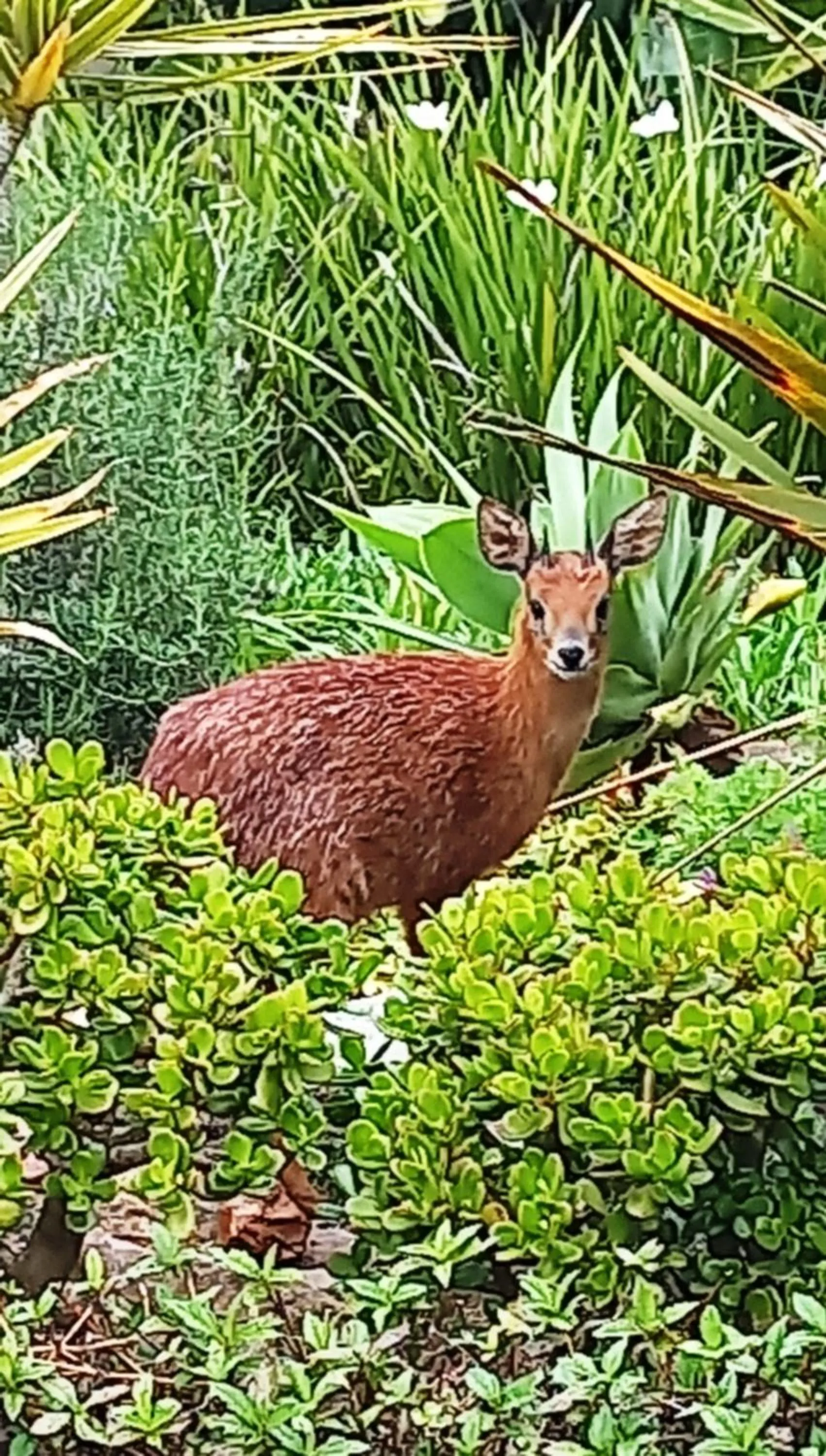 Garden in Beach Break B&B - Deluxe Suites