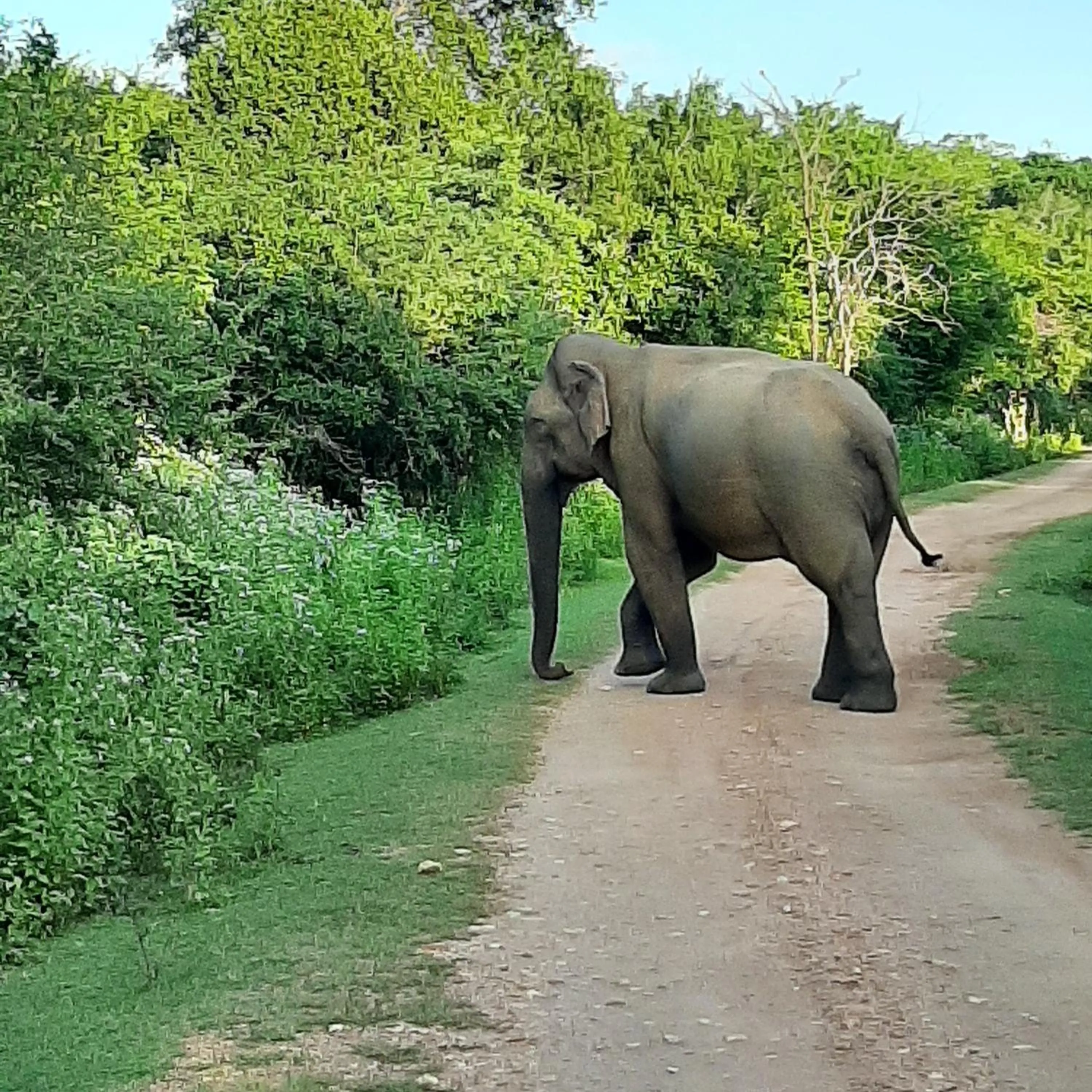 Natural landscape in Elephant Lodge