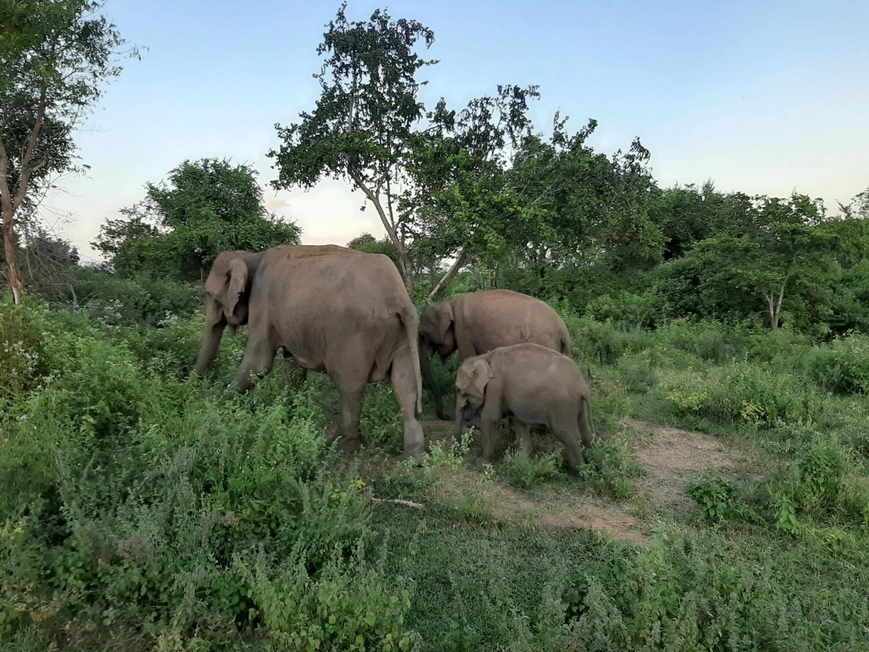 Animals in Elephant Lodge