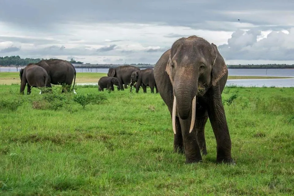 Animals in Elephant Lodge