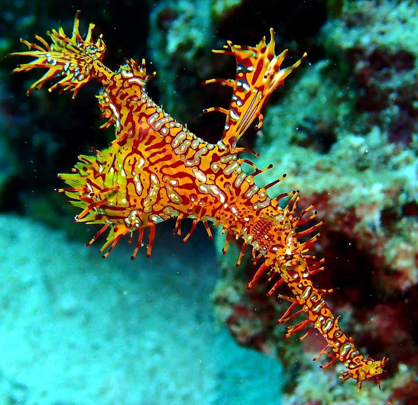 Love's Beach & Dive Resort