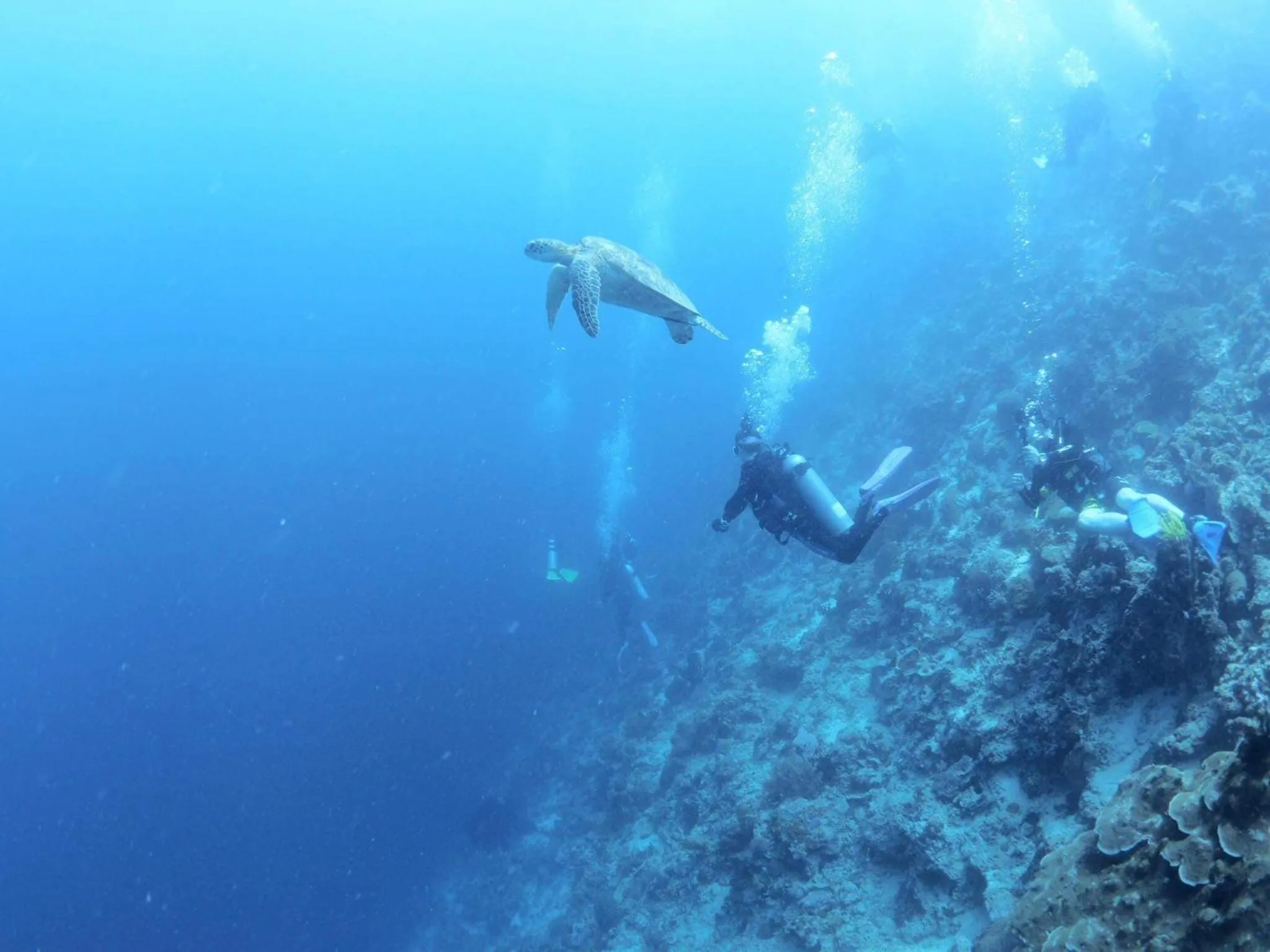 Other in Love's Beach & Dive Resort