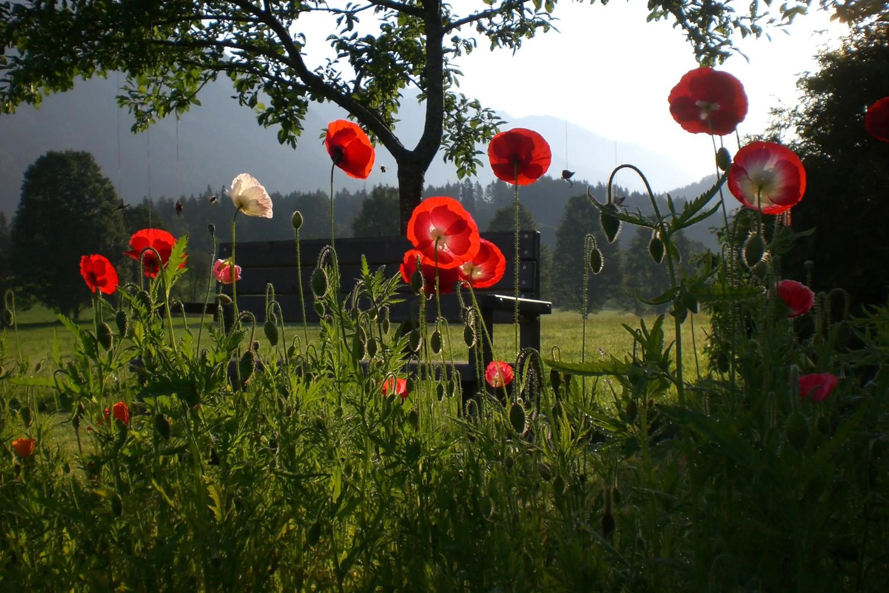 Garden in Pension Möslehnerhof