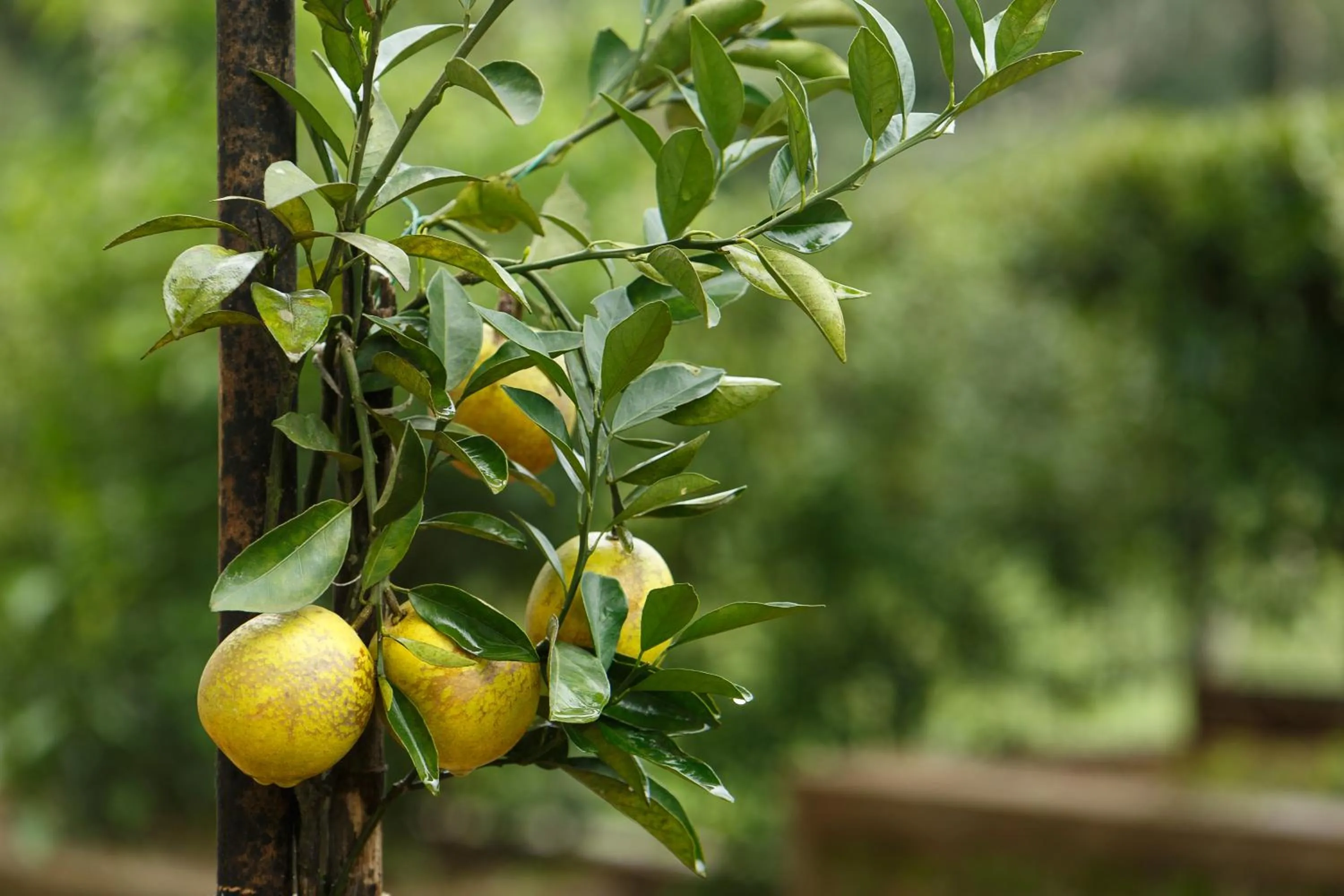 Garden view in The Sanihara Hotel & Resort