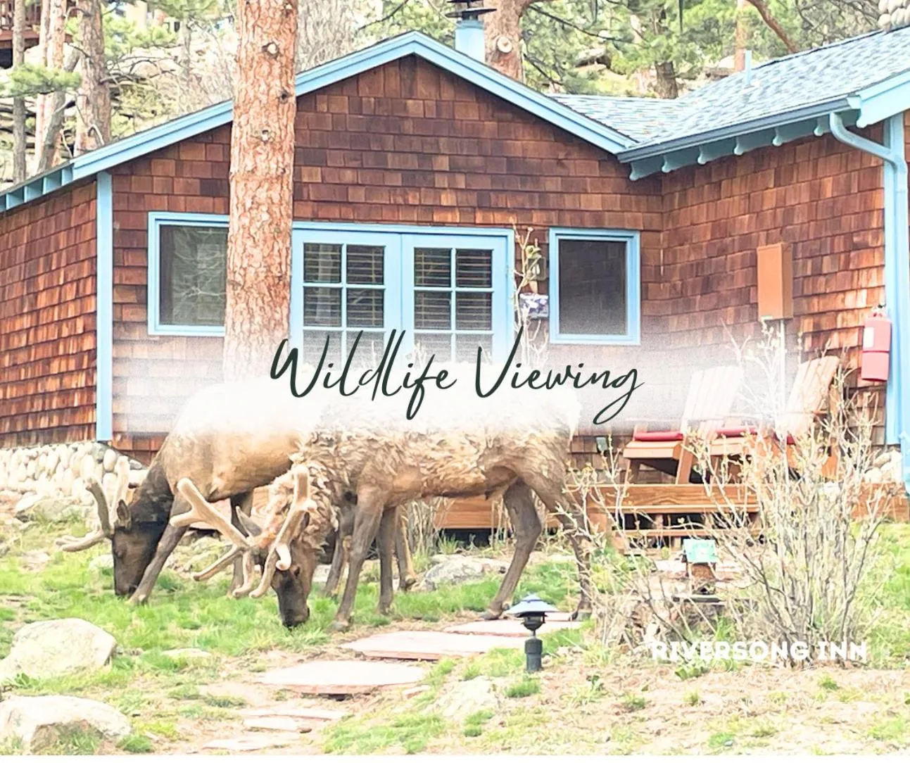 Animals in Riversong Inn Retreat