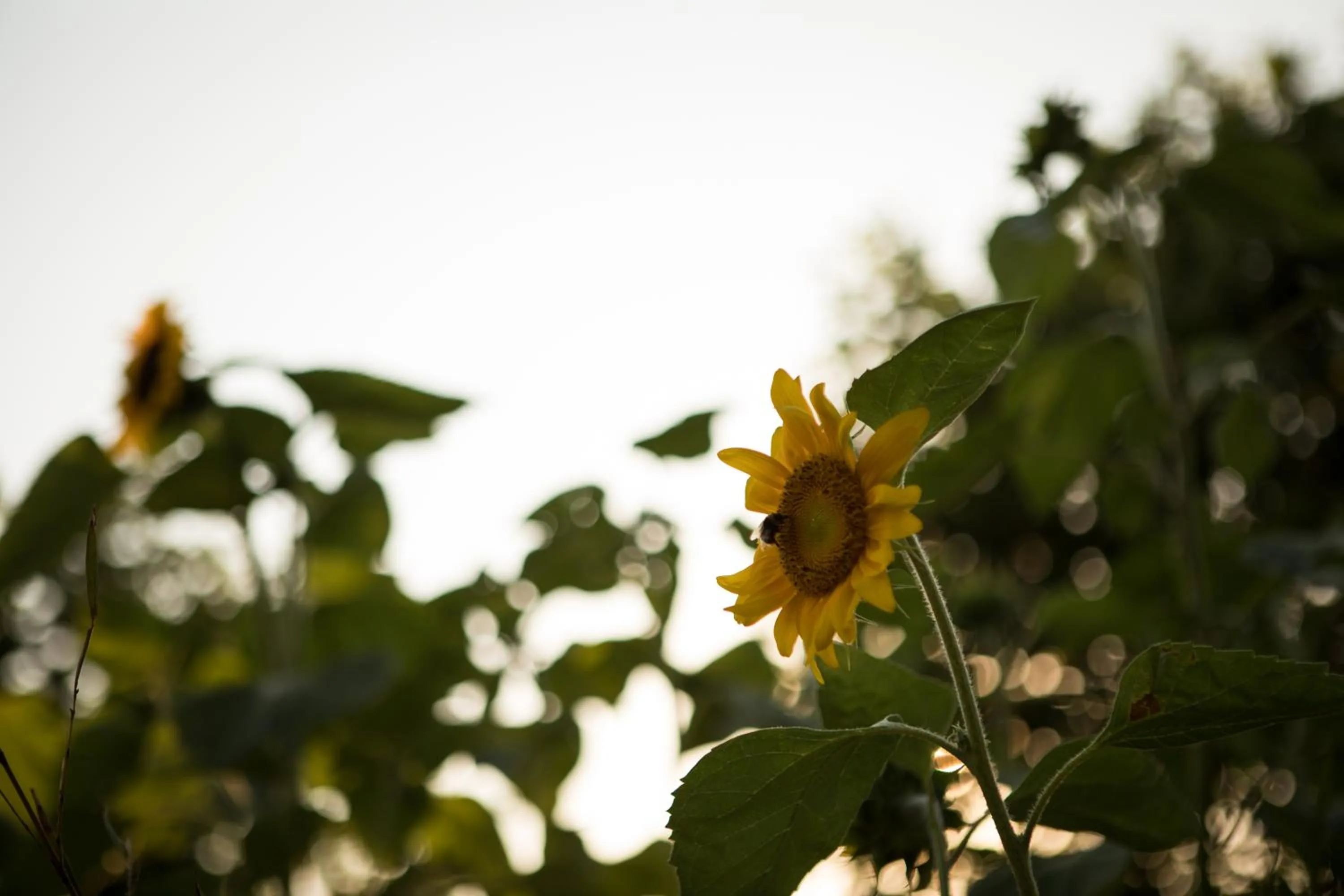 Garden in B&B Casa Campagnari