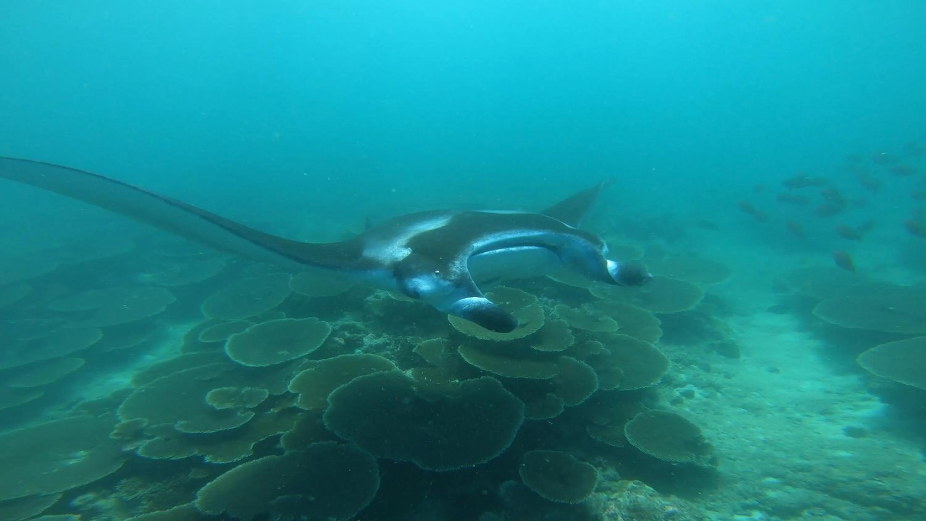 Snorkeling in Dhangethi INN