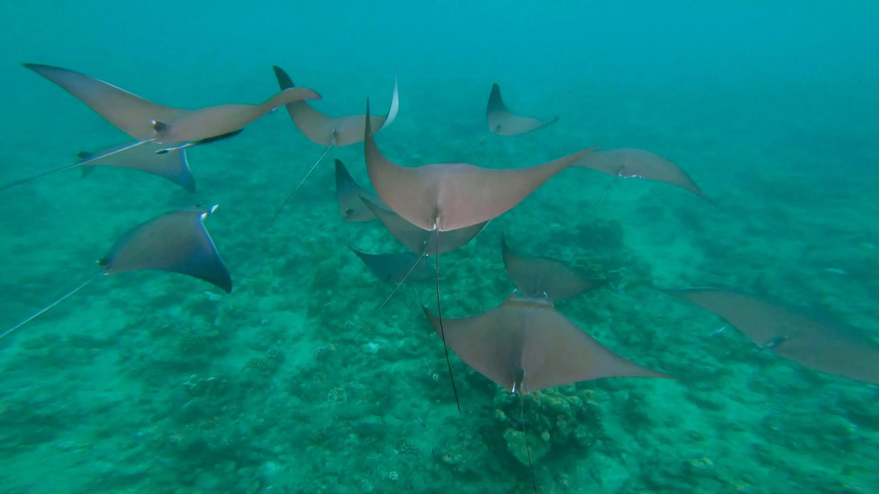 Snorkeling in Dhangethi INN
