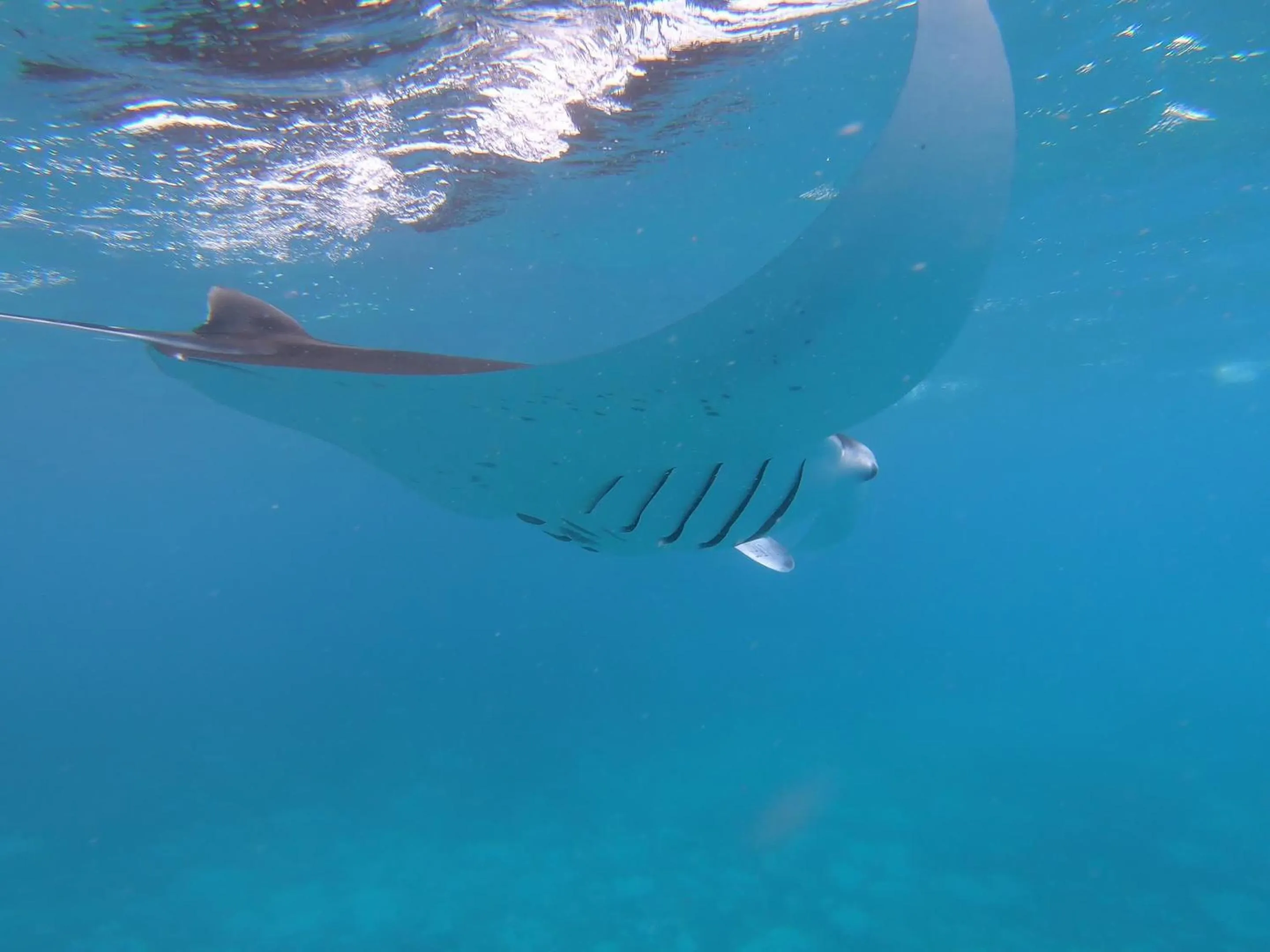 Snorkeling in Dhangethi INN