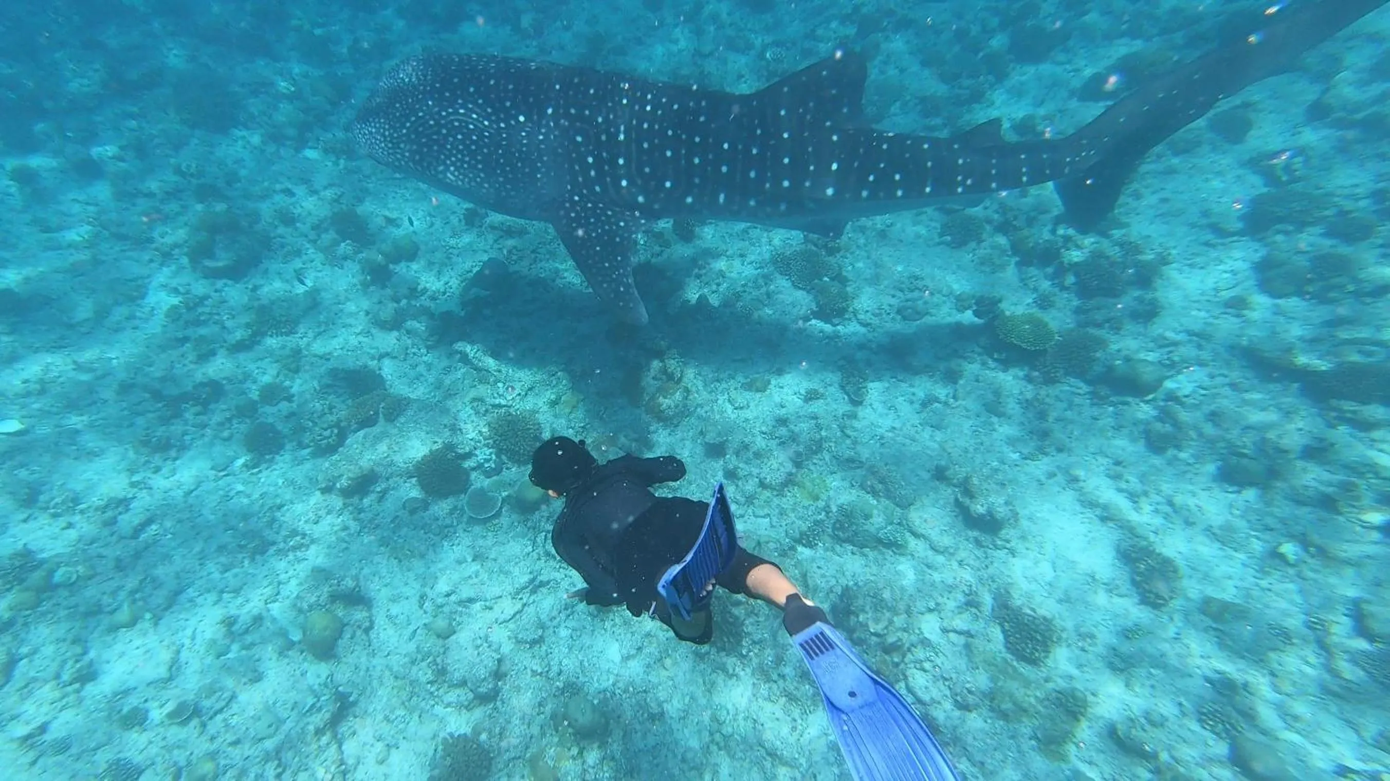 Snorkeling in Dhangethi INN