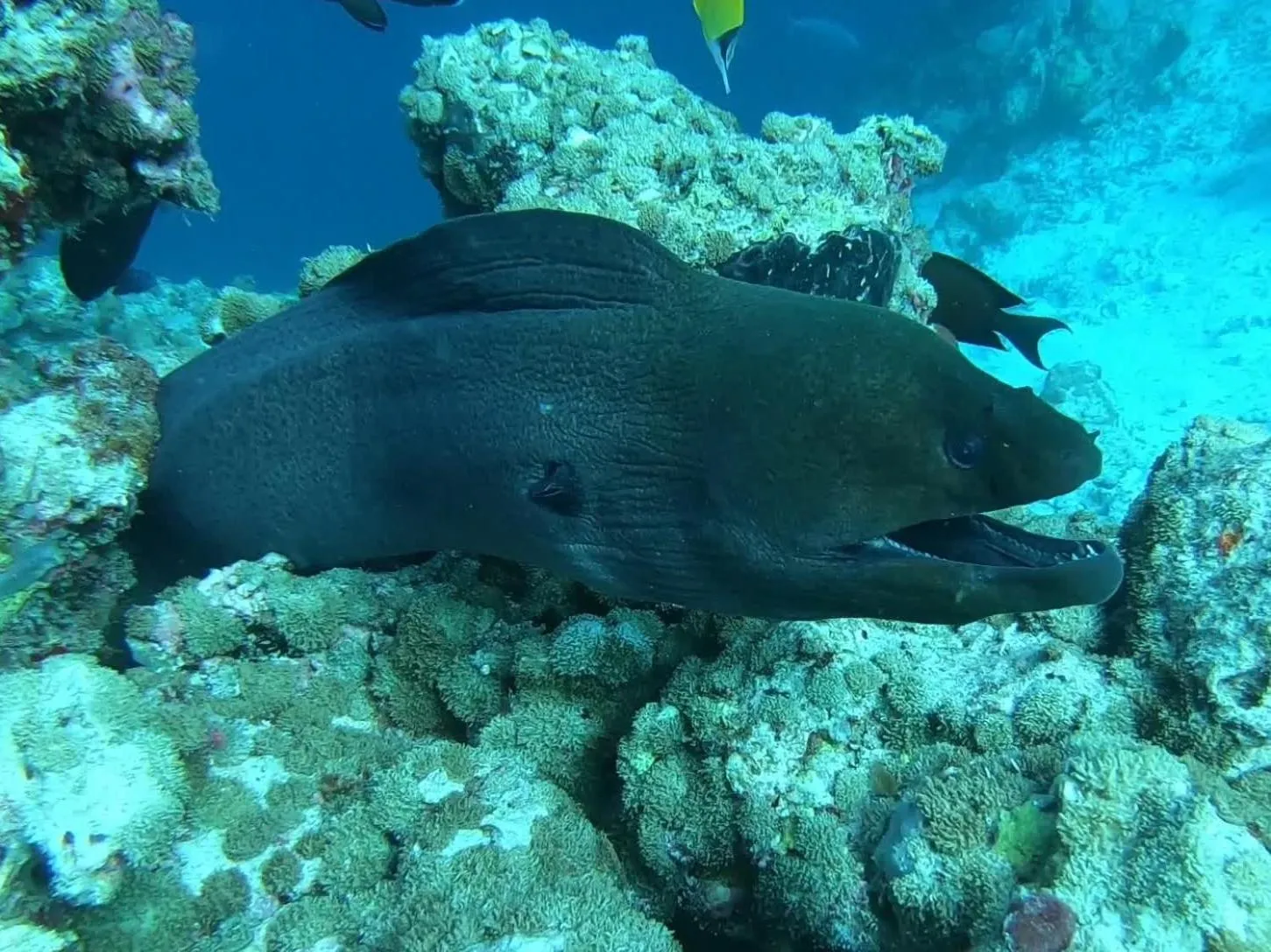 Animals in Dhangethi INN