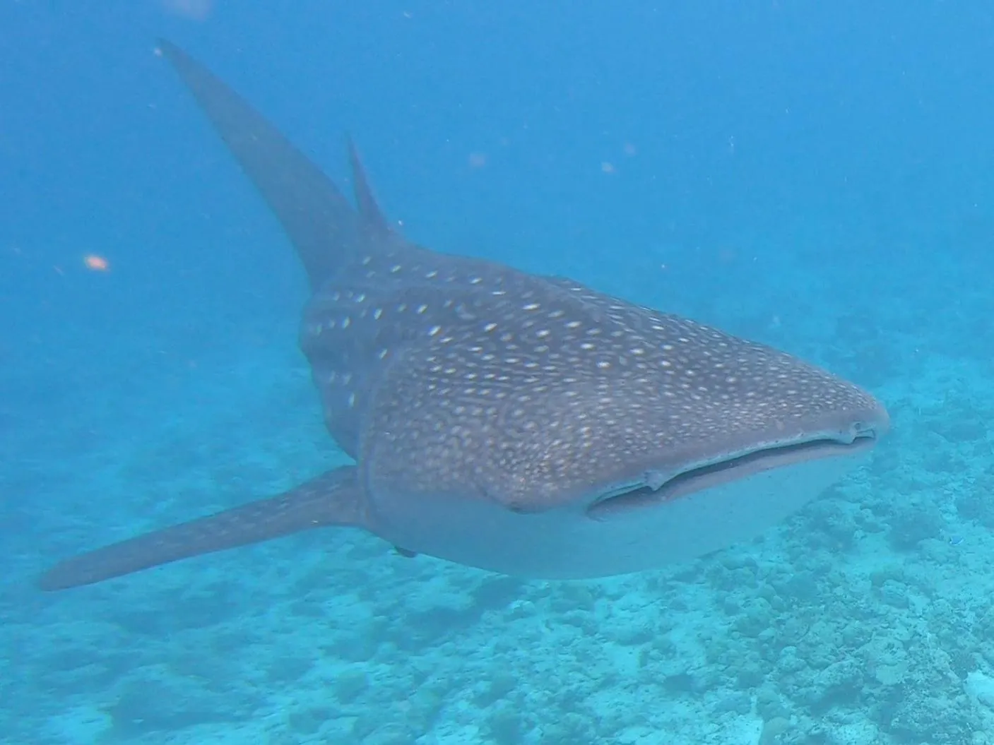 Animals in Dhangethi INN