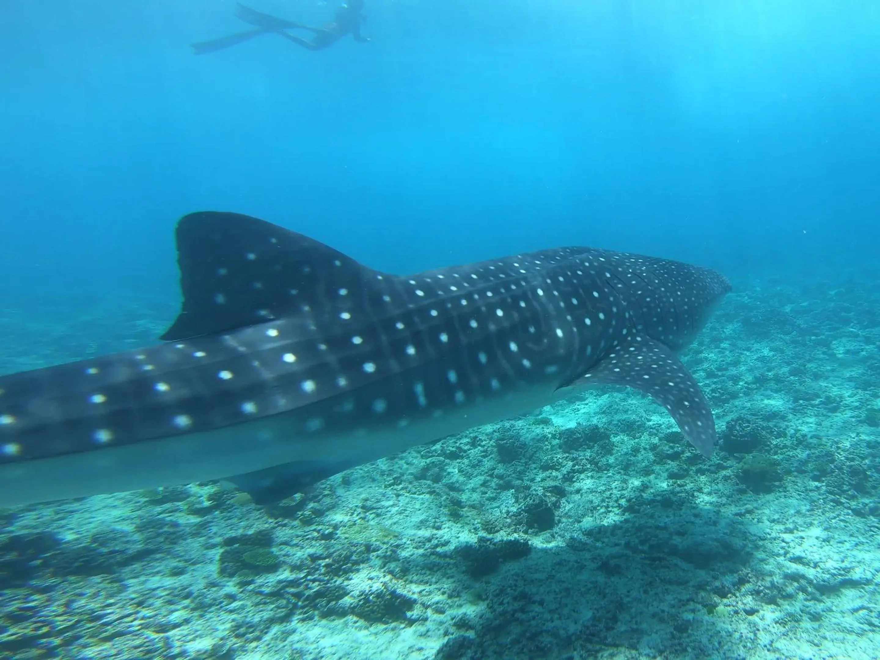 Animals in Dhangethi INN