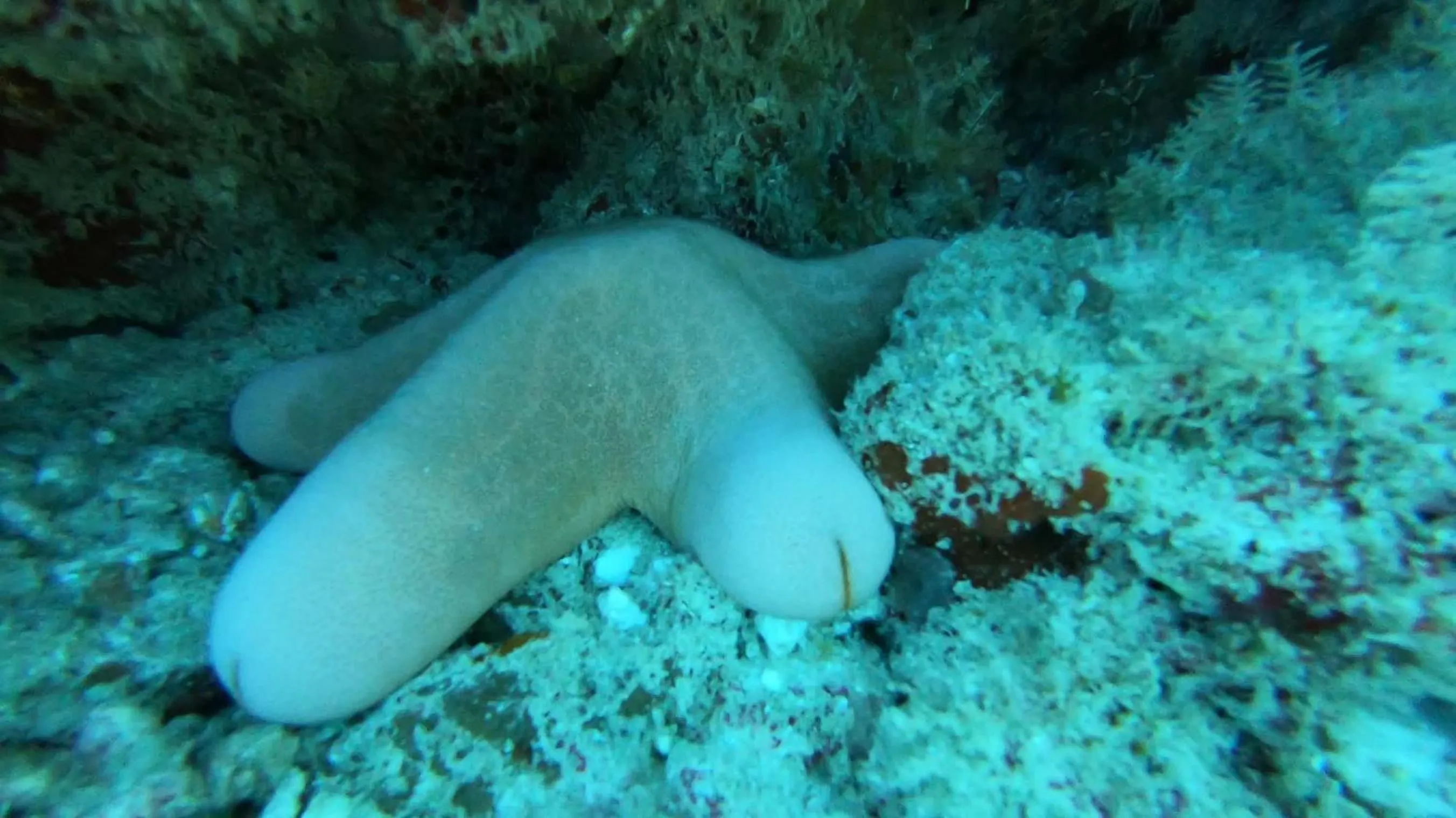 Animals in Dhangethi INN