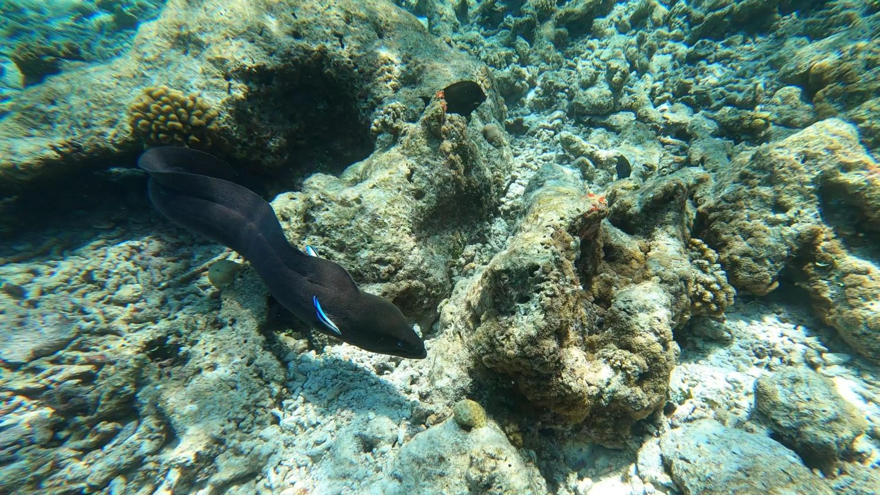 Snorkeling in Dhangethi INN