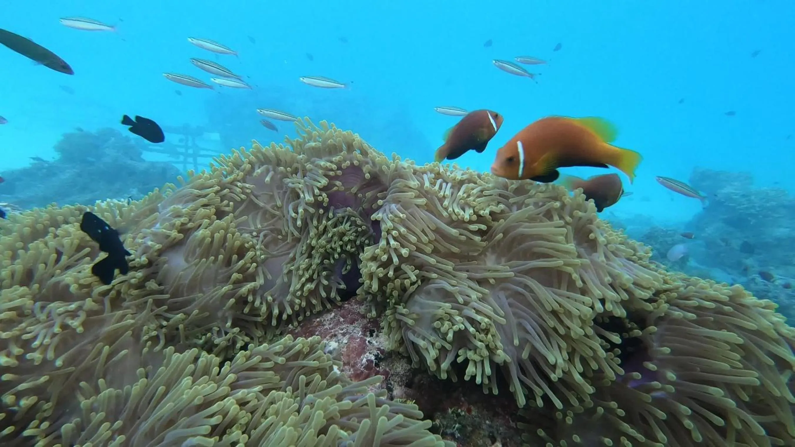 Snorkeling in Dhangethi INN