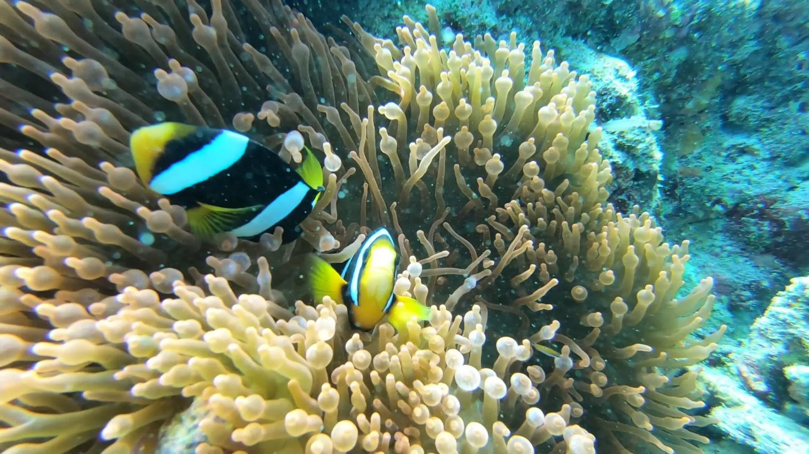 Snorkeling in Dhangethi INN