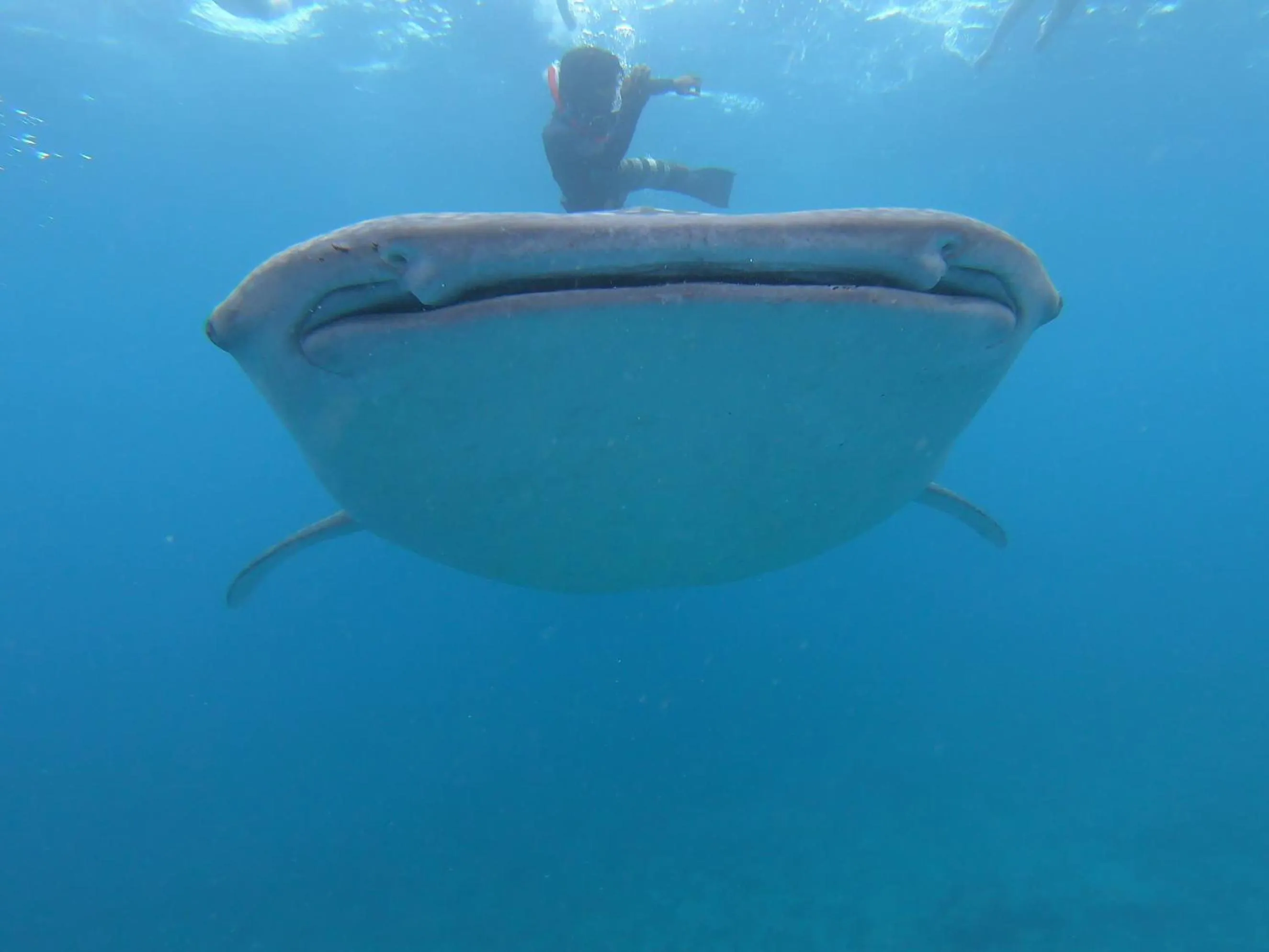 Snorkeling in Dhangethi INN