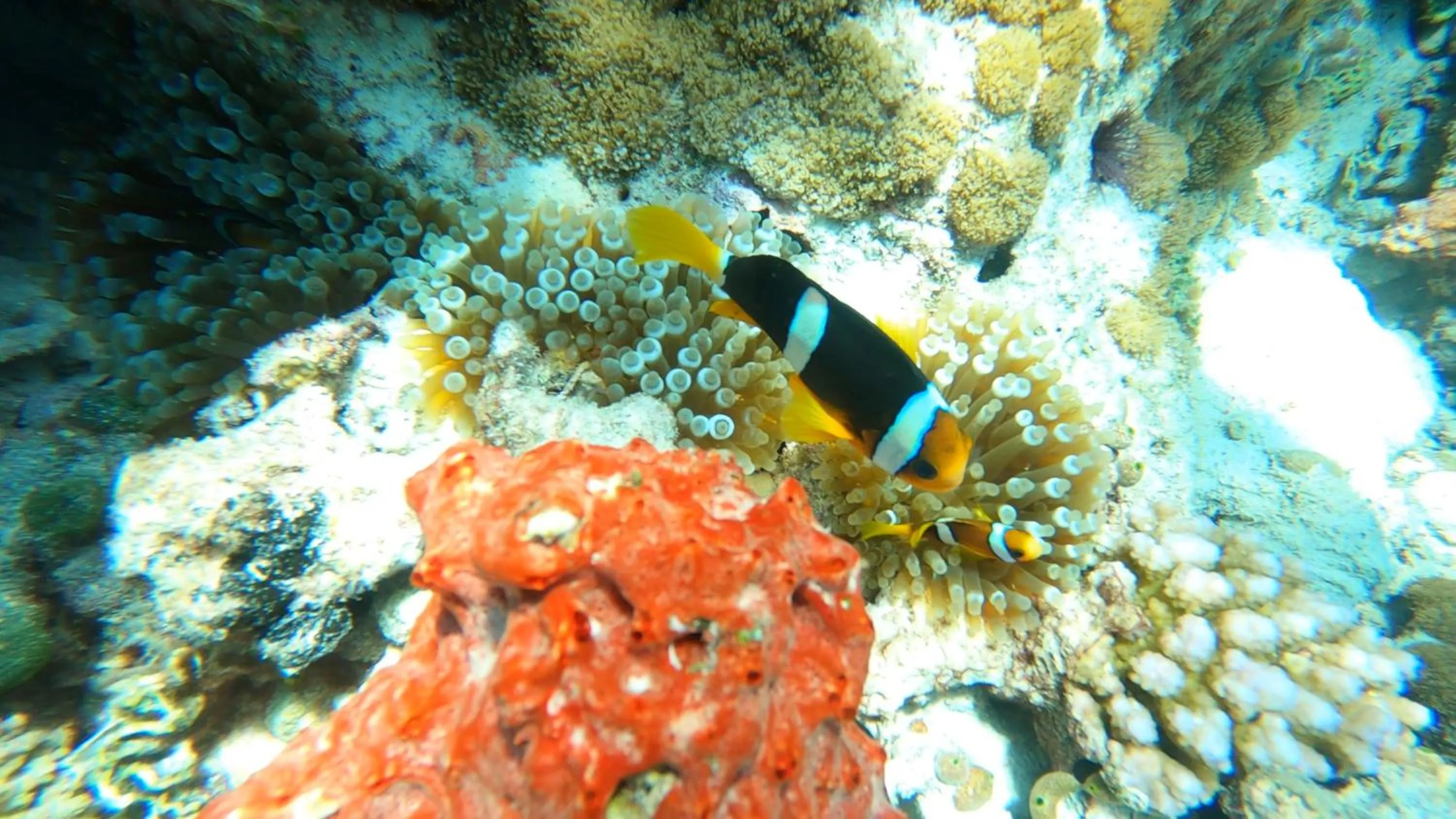 Snorkeling in Dhangethi INN