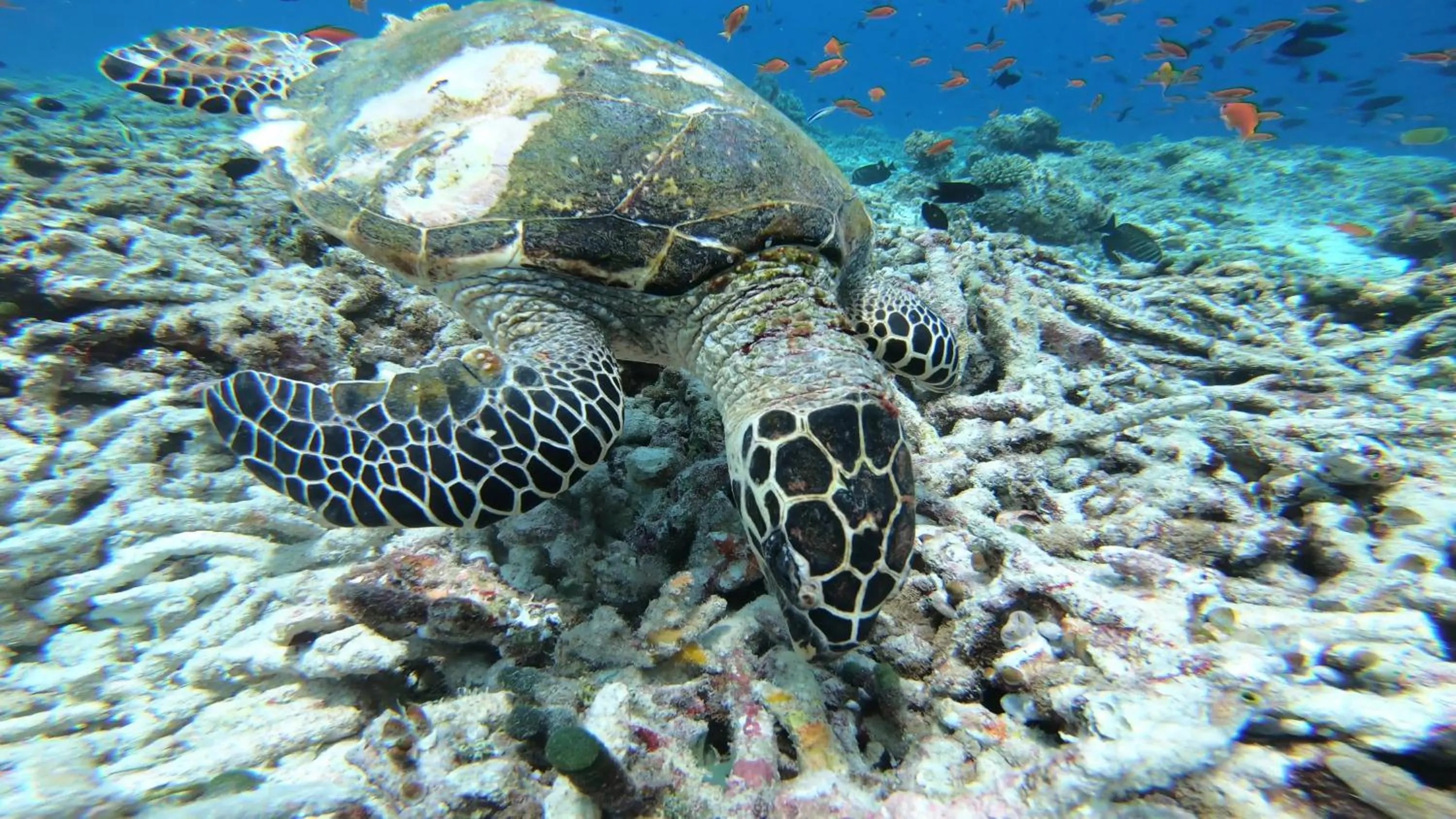 Snorkeling in Dhangethi INN
