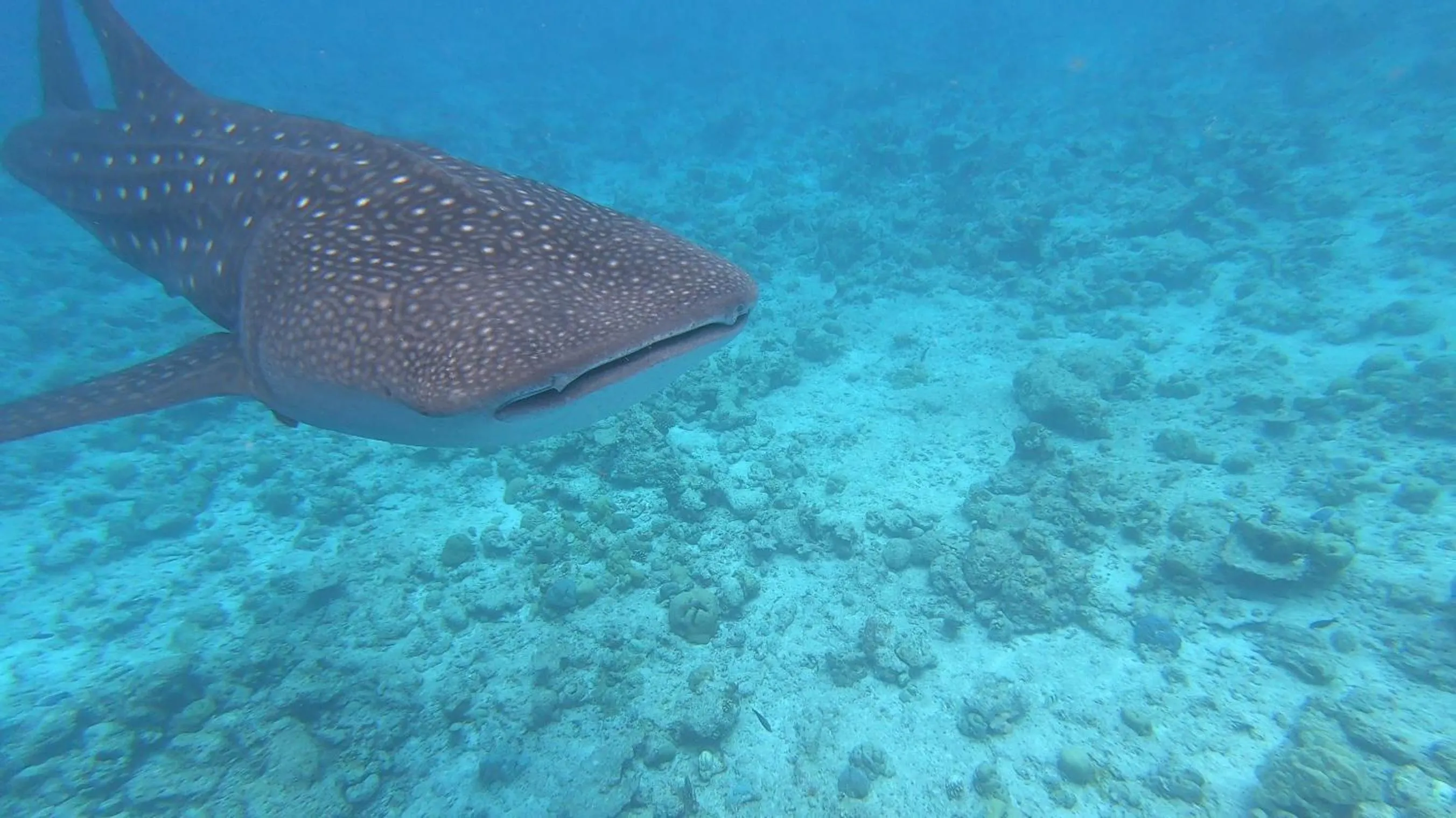 Animals in Dhangethi INN