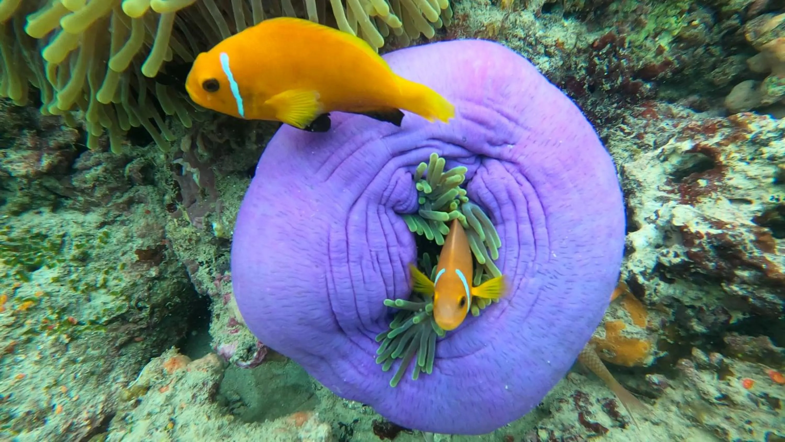 Snorkeling in Dhangethi INN